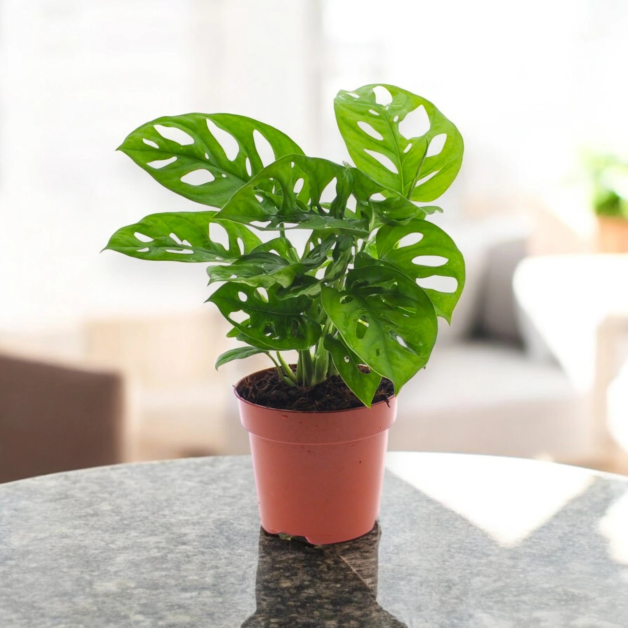 Monstera adansonii