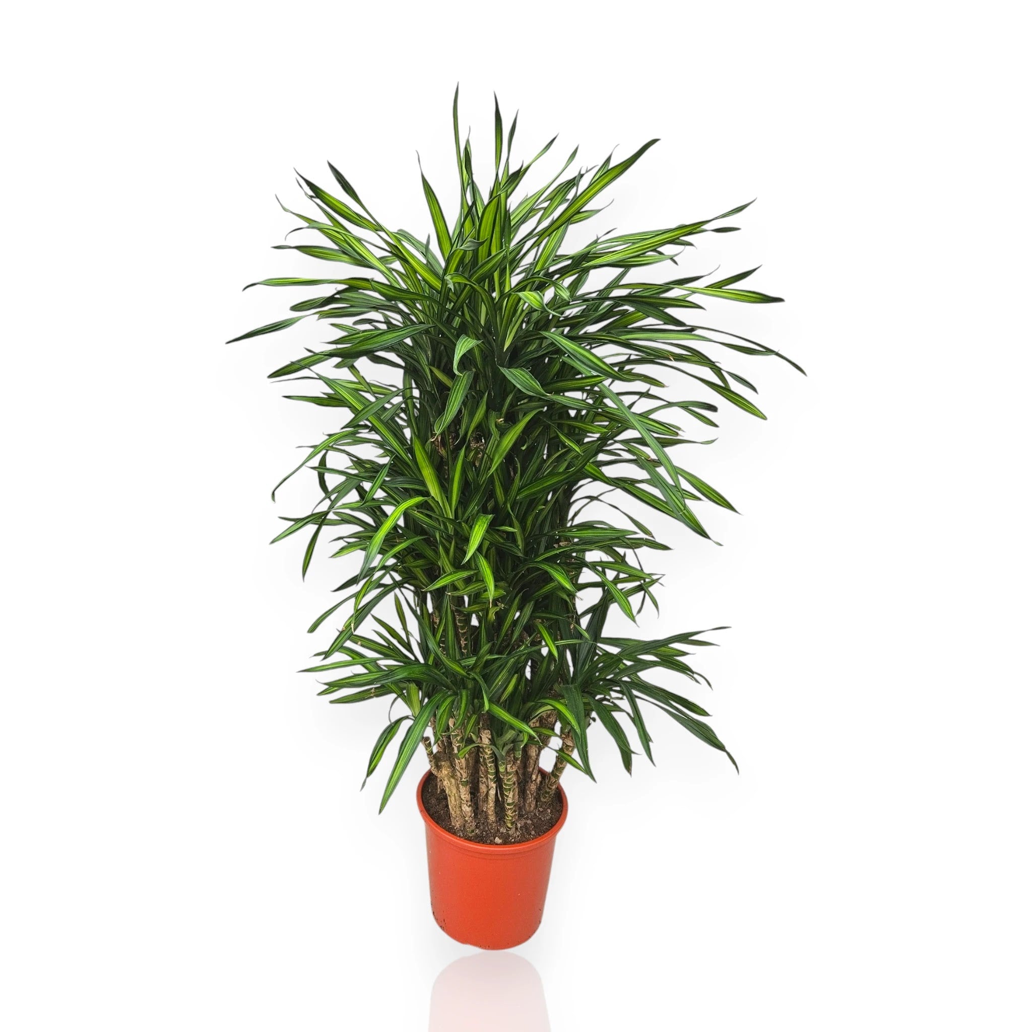 Dracaena fragrans 'Riki' in vaso da interno con foglie verdi striate di giallo crema