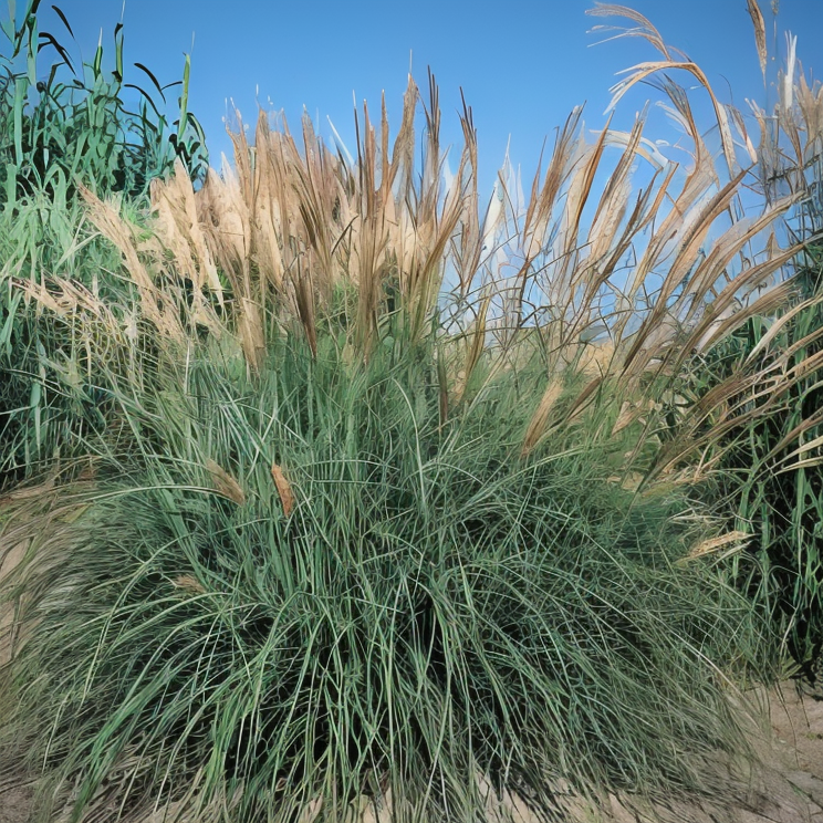 Dettaglio piume rosa-argentee di Miscanthus sinensis Yakushima Dwarf in fioritura autunnale