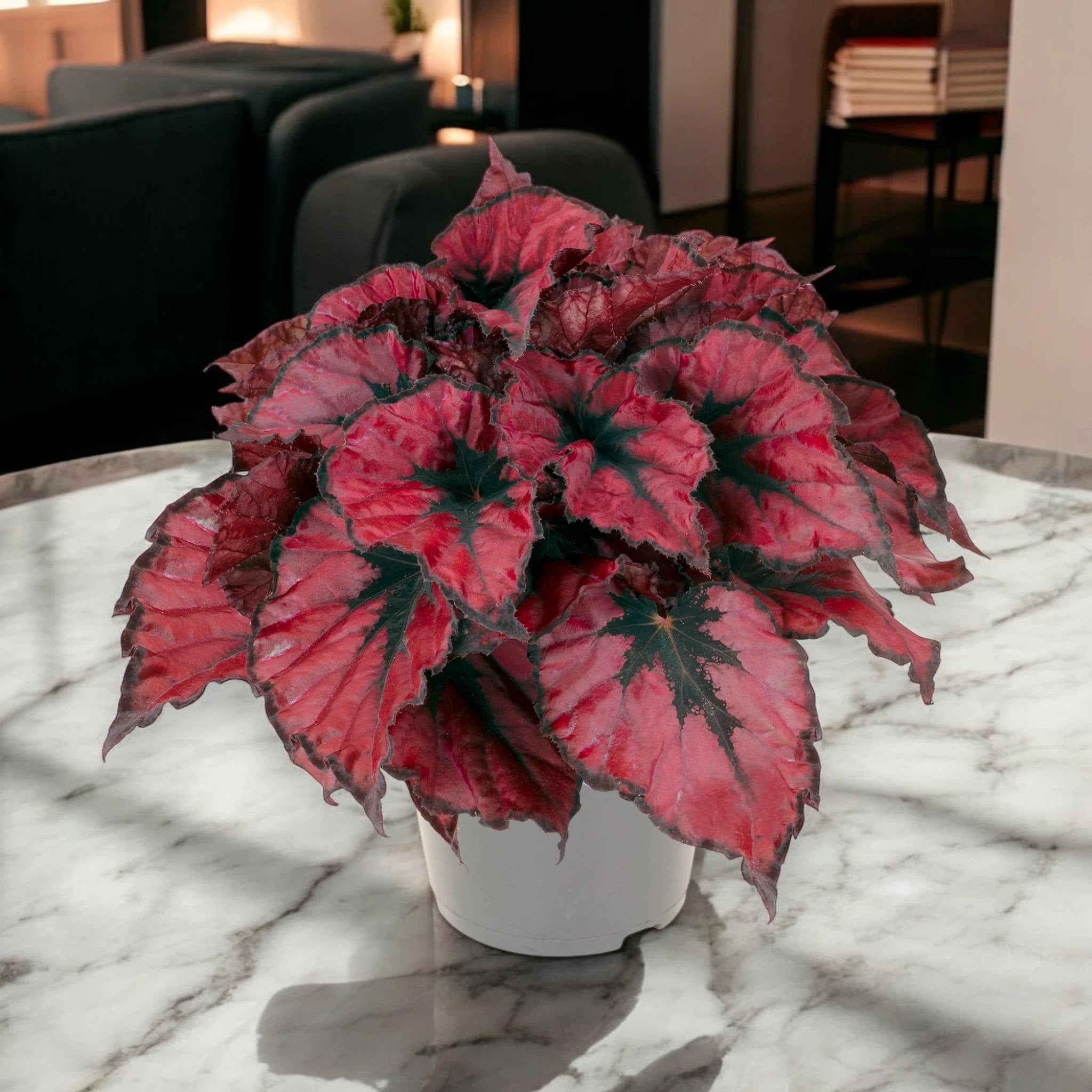 Begonia rex 'Kohala red'