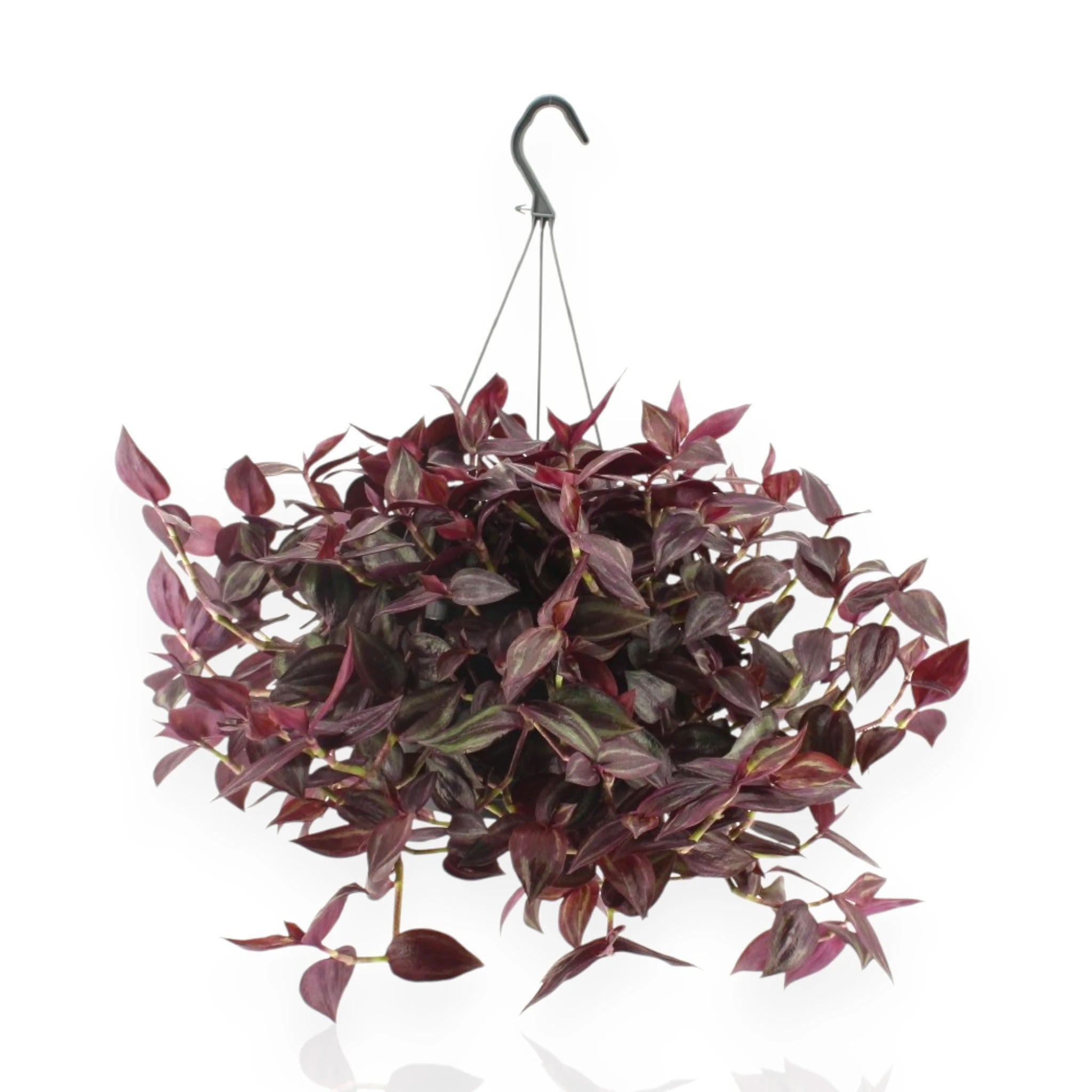 Tradescantia Jewel Red con tralci ricadenti e foglie rosso-violacee in vaso sospeso