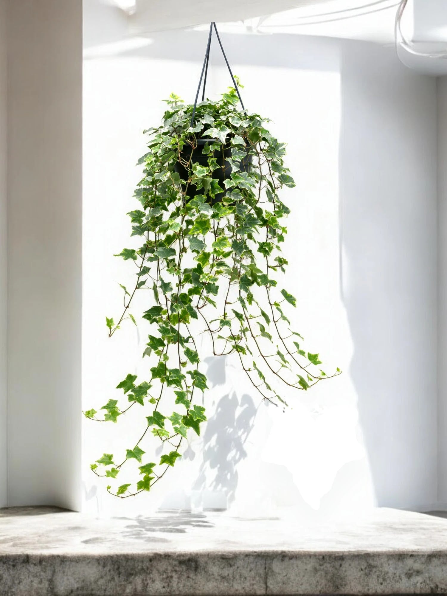 Edera - Hedera helix 'Mint Kolibri'