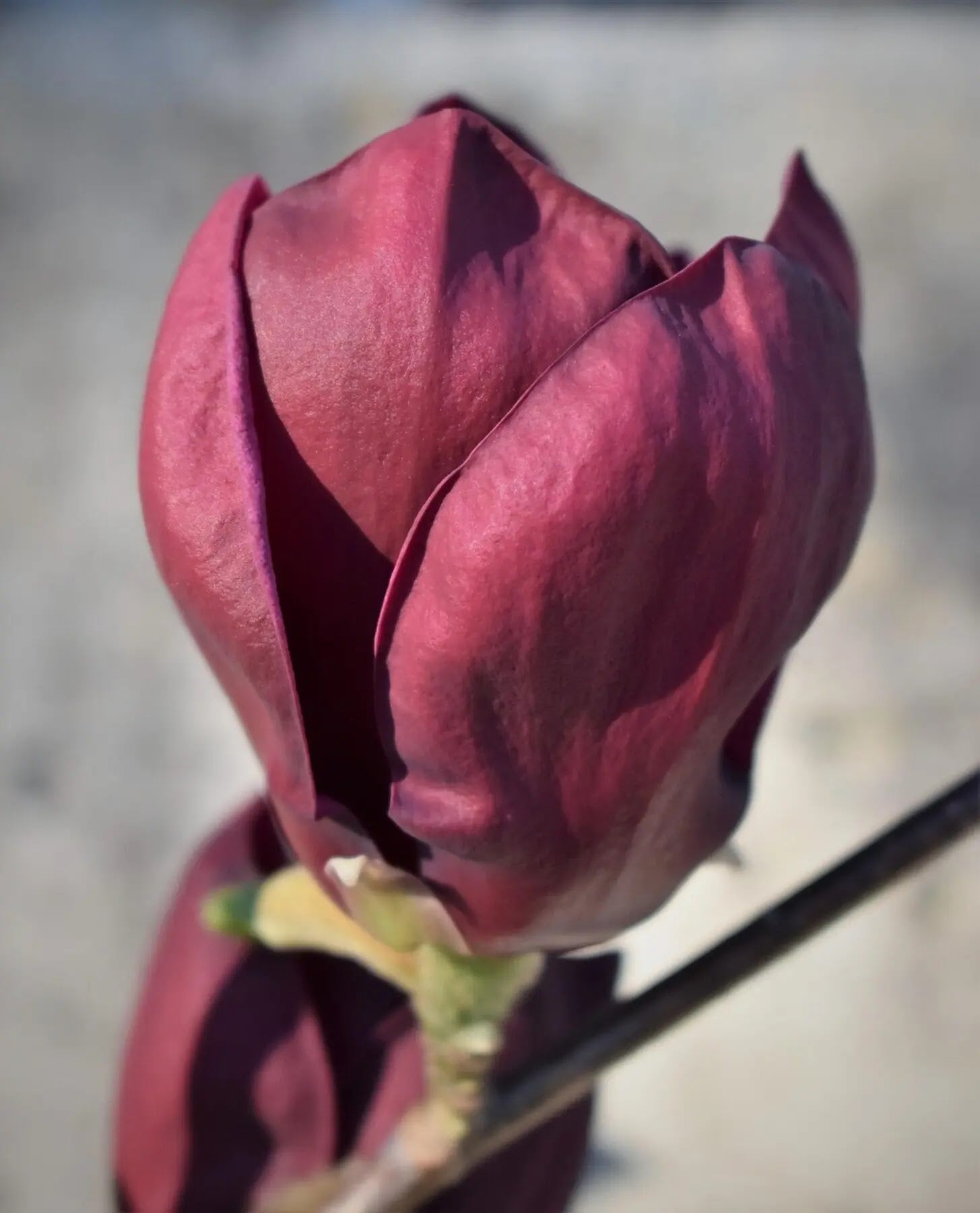 Magnolia 'X Genie'