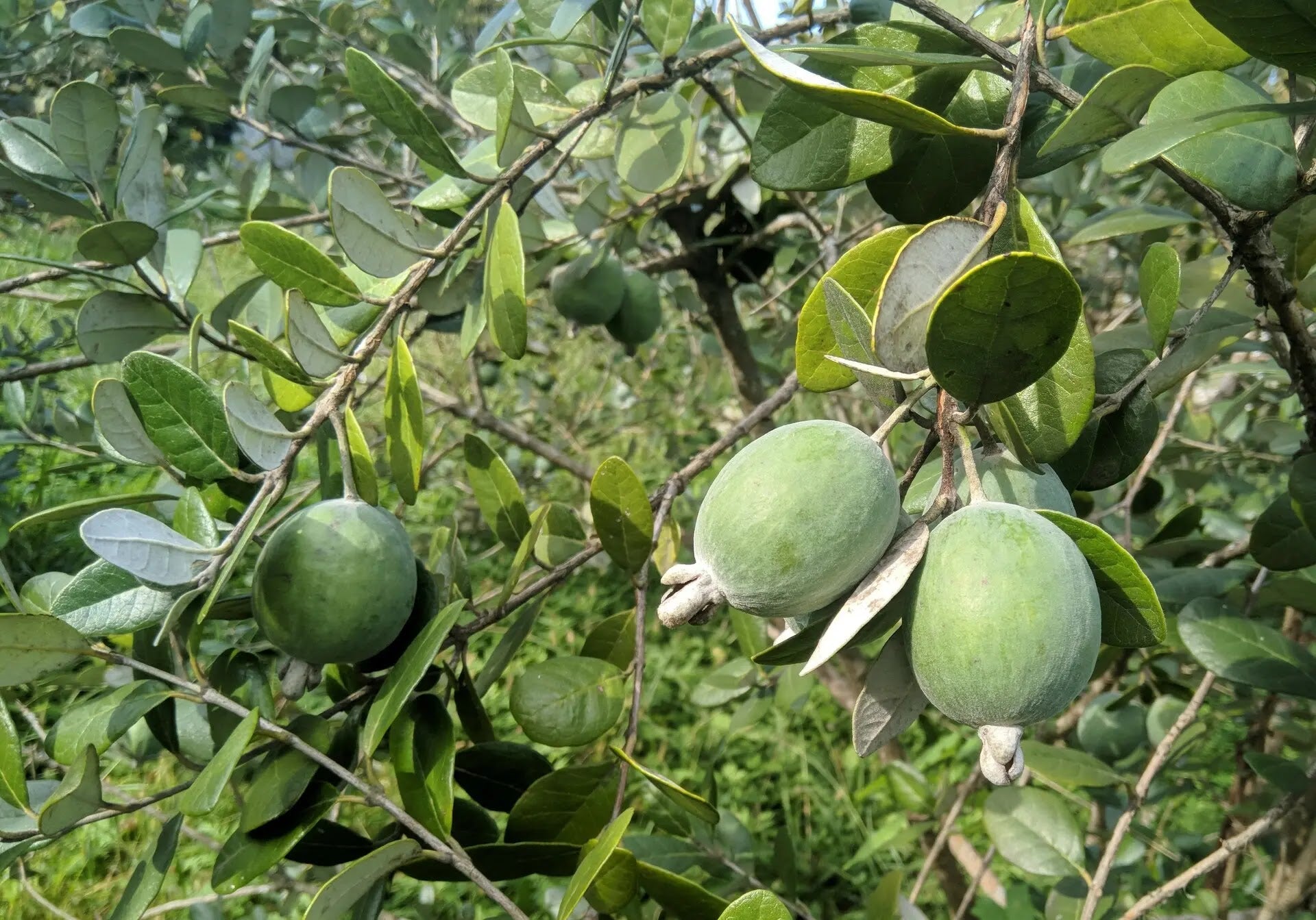 Feijoa sellowiana