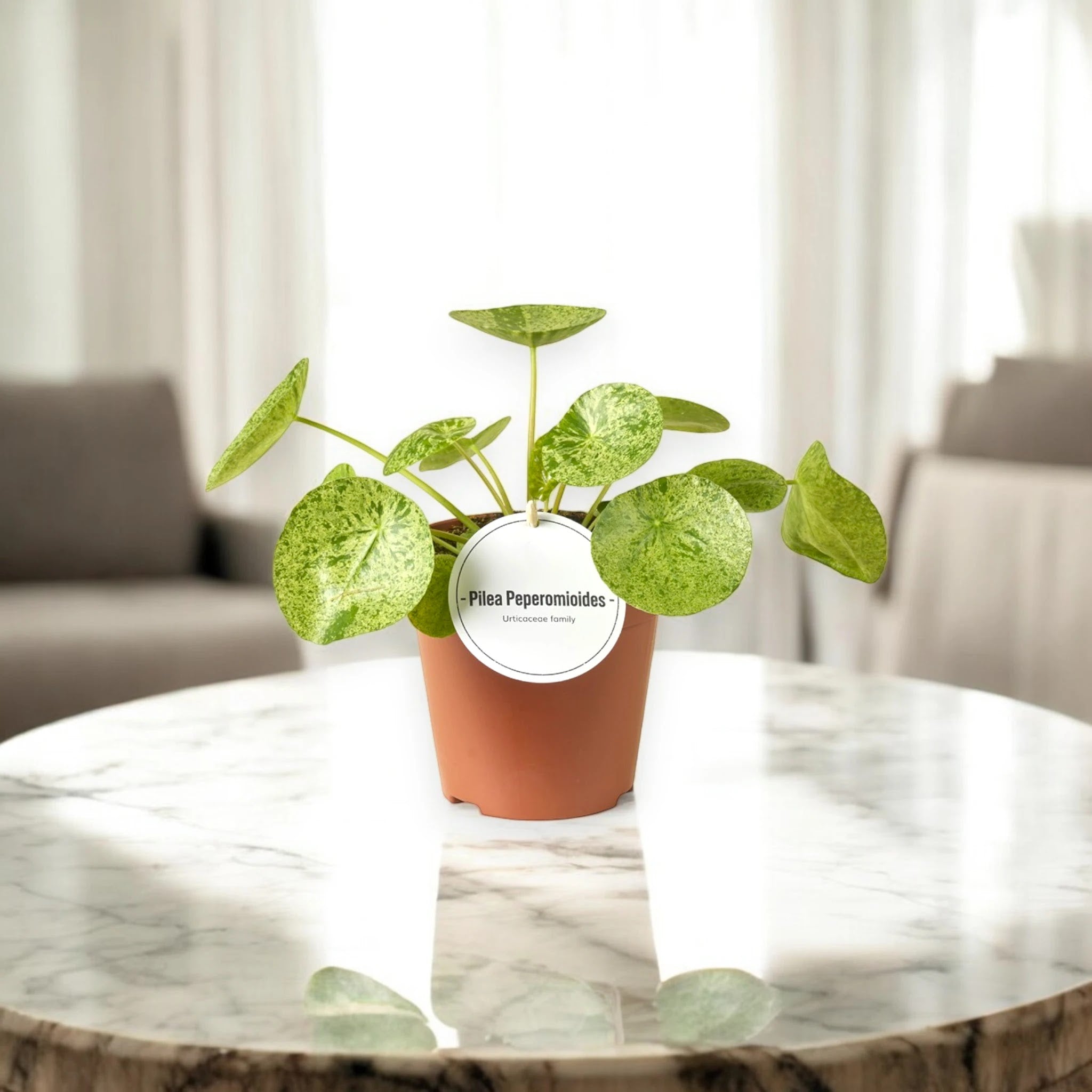 Pilea peperomioides