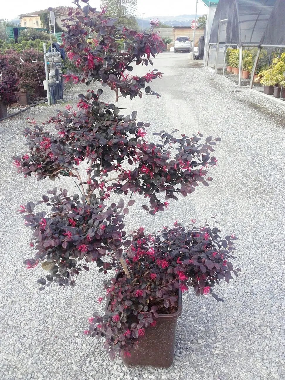 Loropetalum chinense Black Pearl arbusto sempreverde con foglie rosse e fiori rosa in giardino
