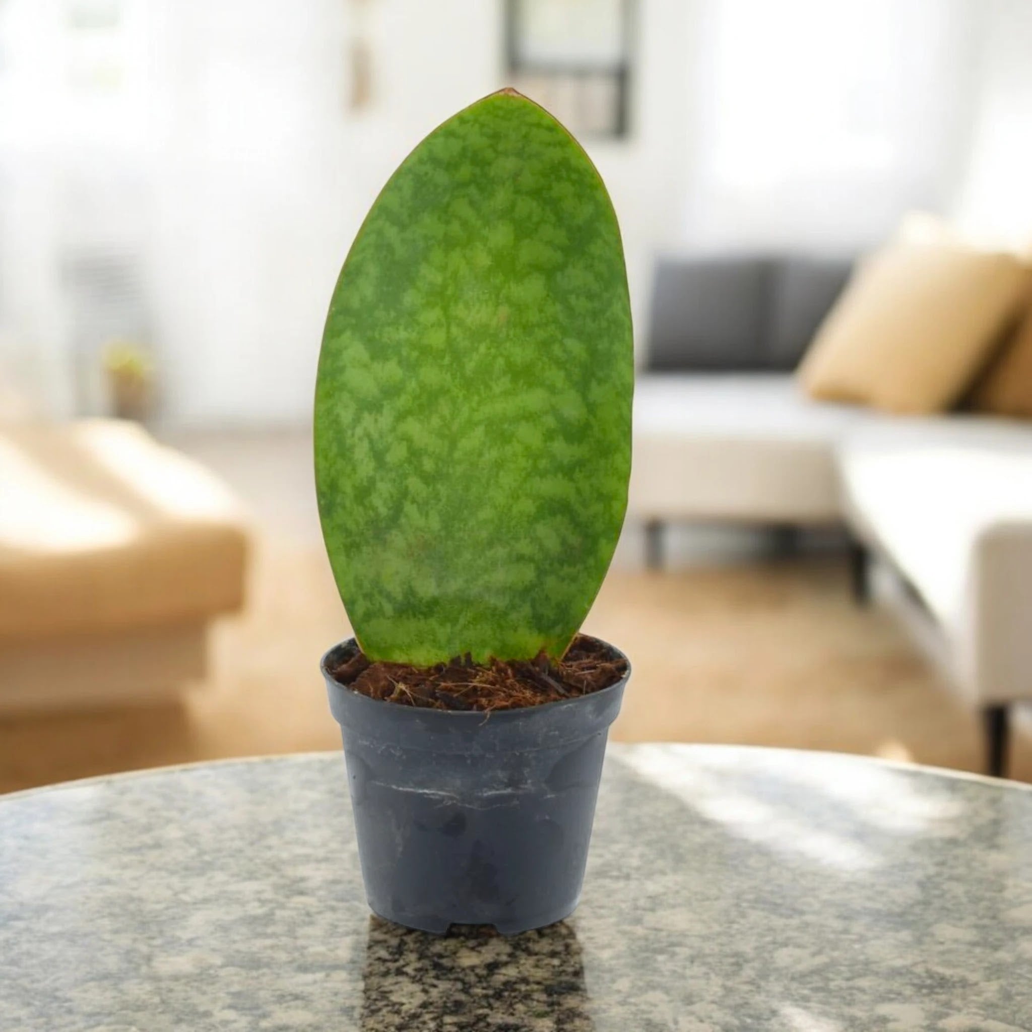 Dettaglio delle variegature caratteristiche della foglia di Sansevieria masoniana con motivi serpentini