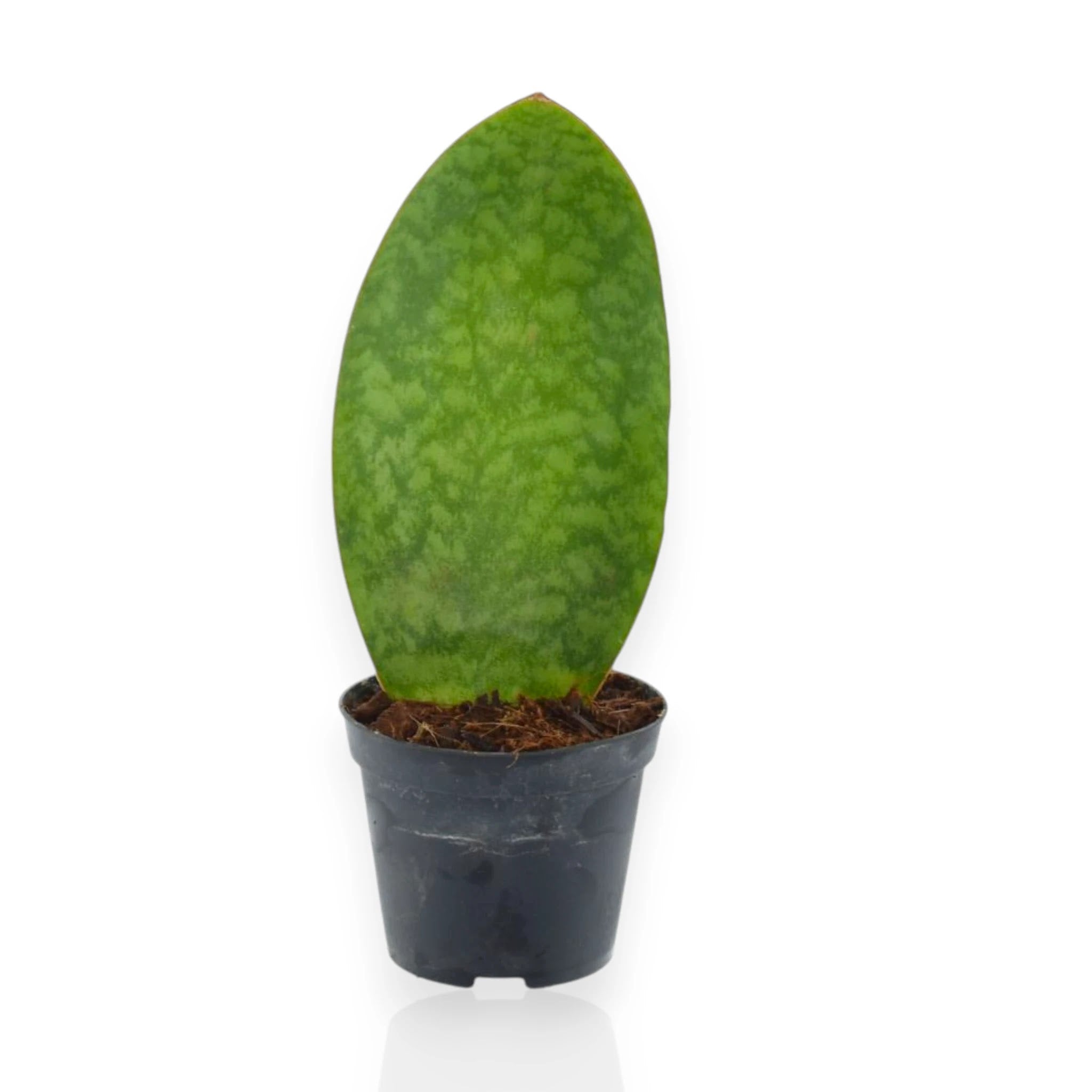 Sansevieria masoniana con grandi foglie variegate verde scuro e argento in vaso decorativo da interno