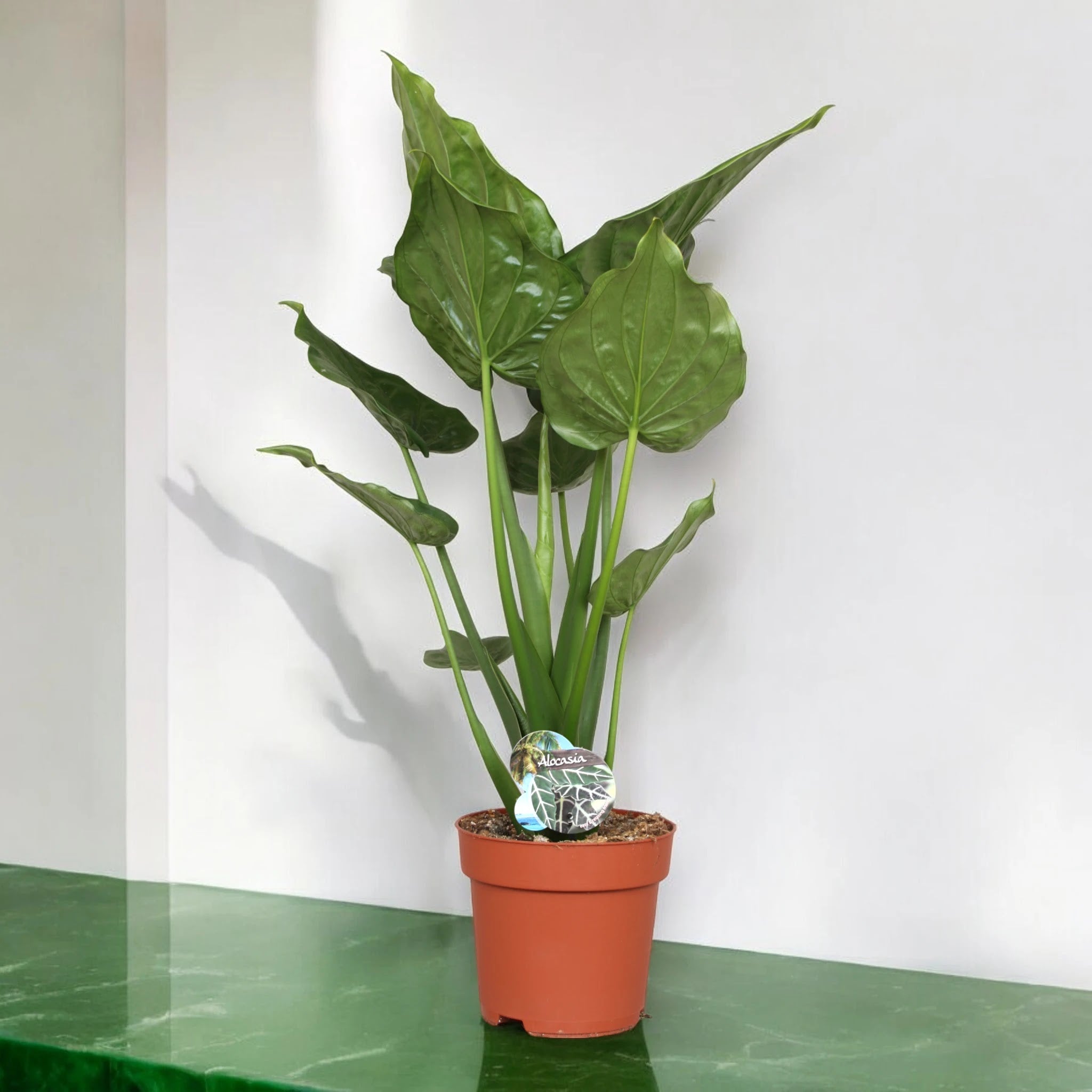 Alocasia cucullata pianta da interno con foglie verdi lucide a forma di cucchiaio in vaso decorativo