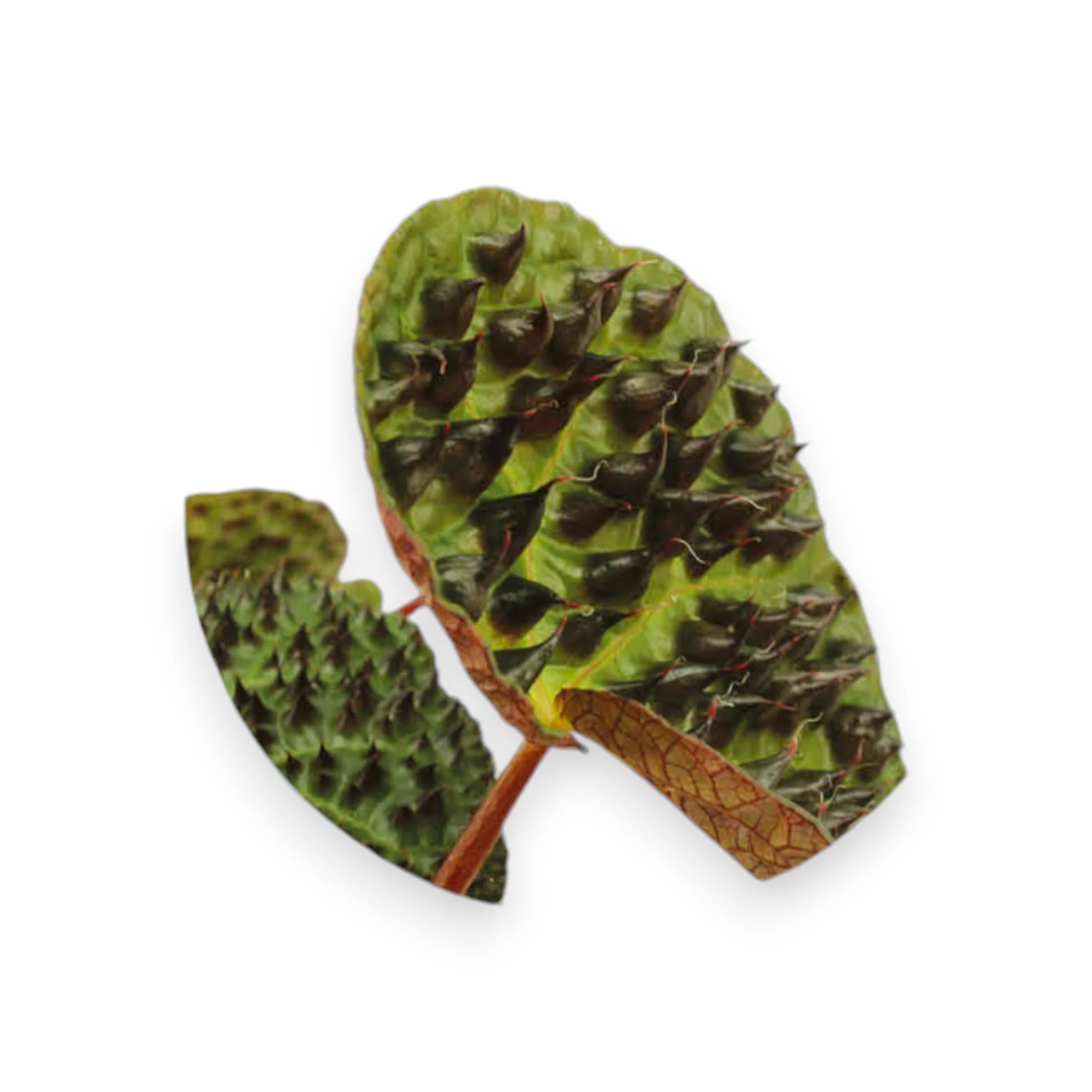Dettaglio foglia di Begonia ferox con superficie vellutata e caratteristiche spine rosse