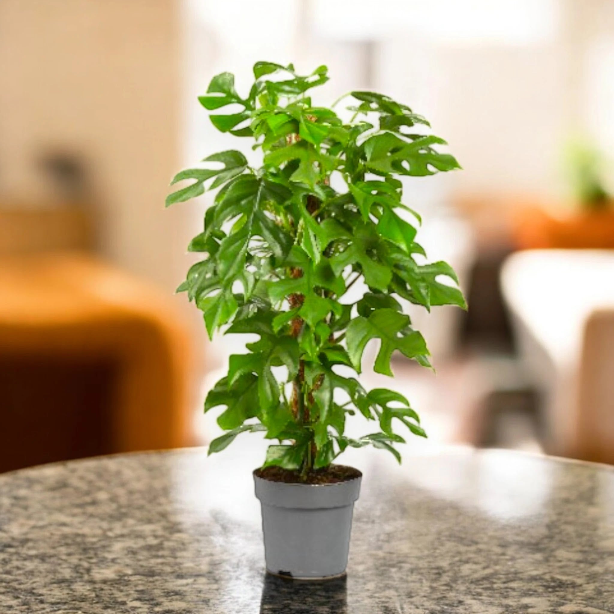Dettaglio delle piccole foglie verdi del Philodendron Minima, forma elegante e dimensioni contenute