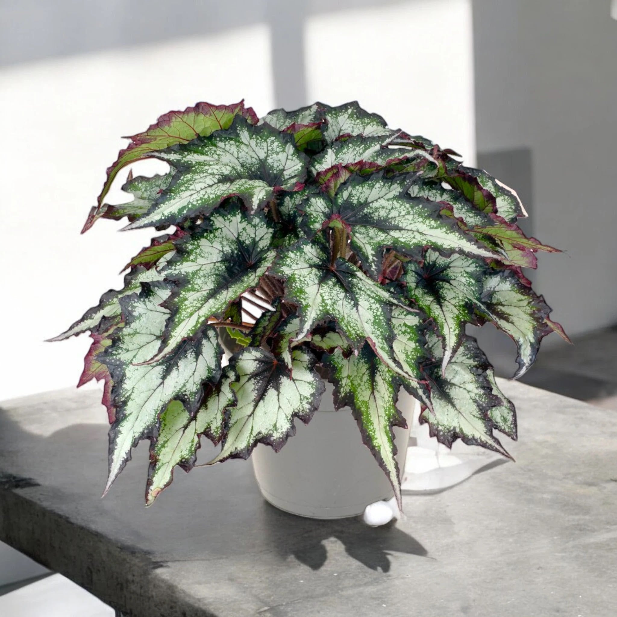 Dettaglio foglia Begonia rex Green Valley con texture verde e riflessi argentati