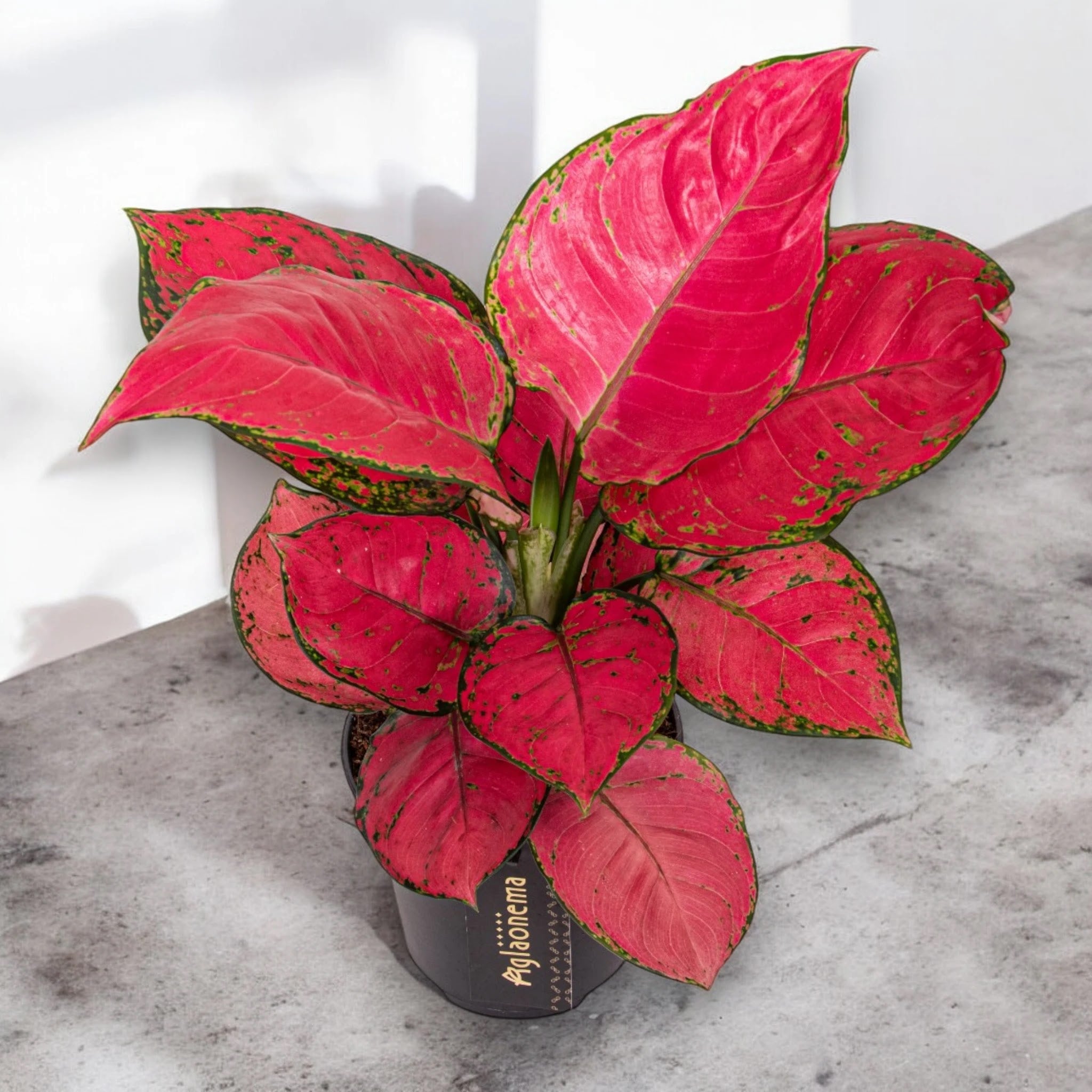 Aglaonema 'Red Joy'