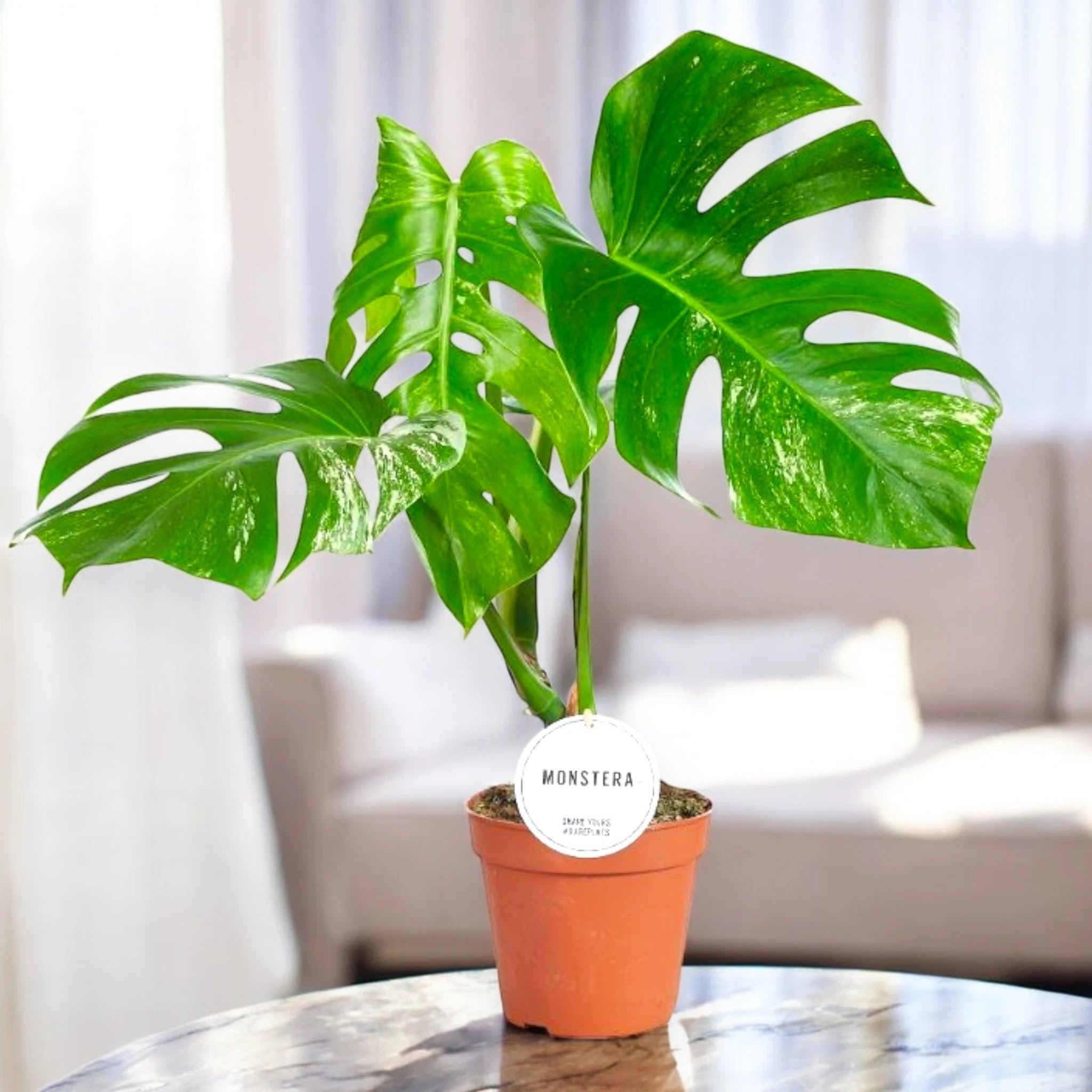 Monstera deliciosa variegata