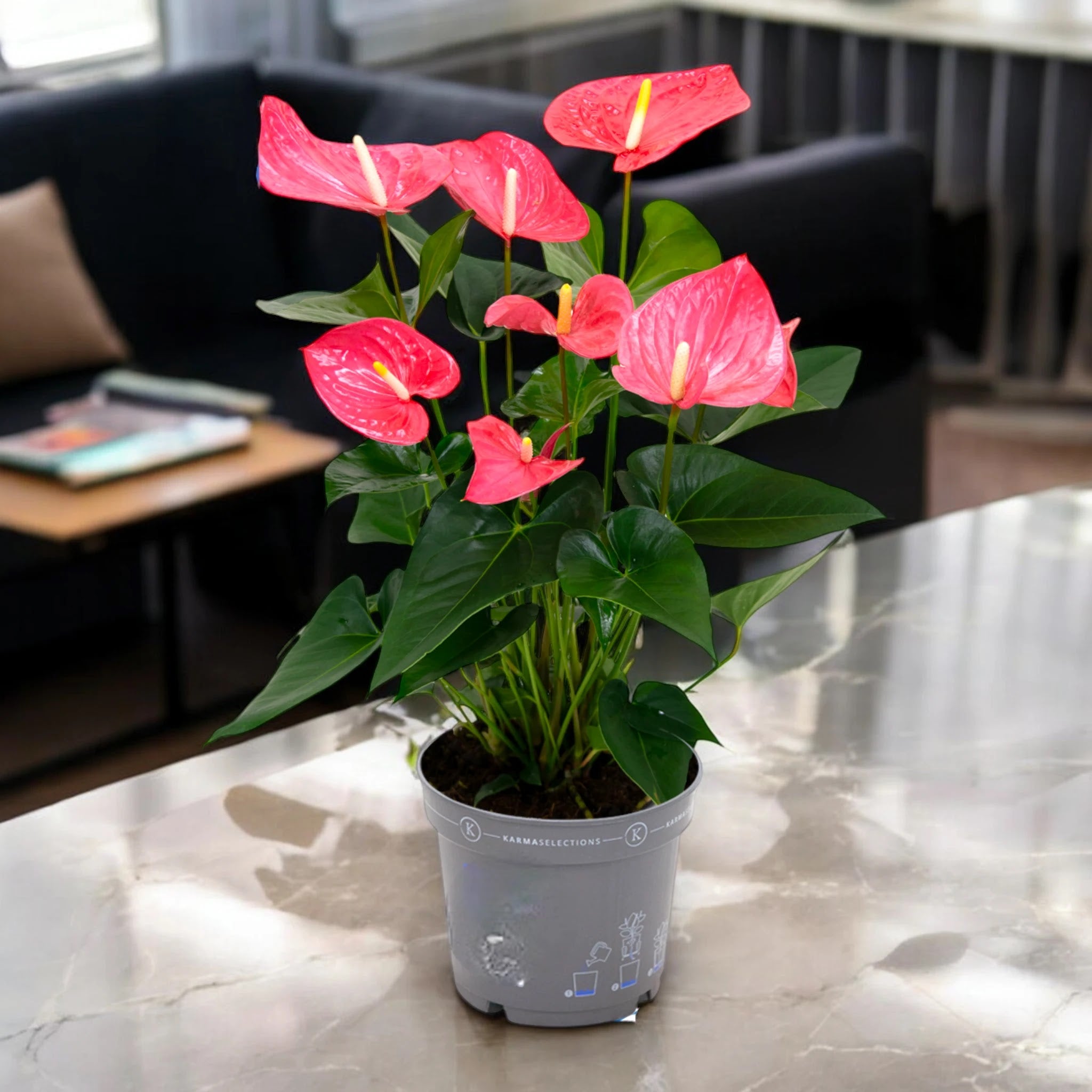 Anthurium 'Karma pink'