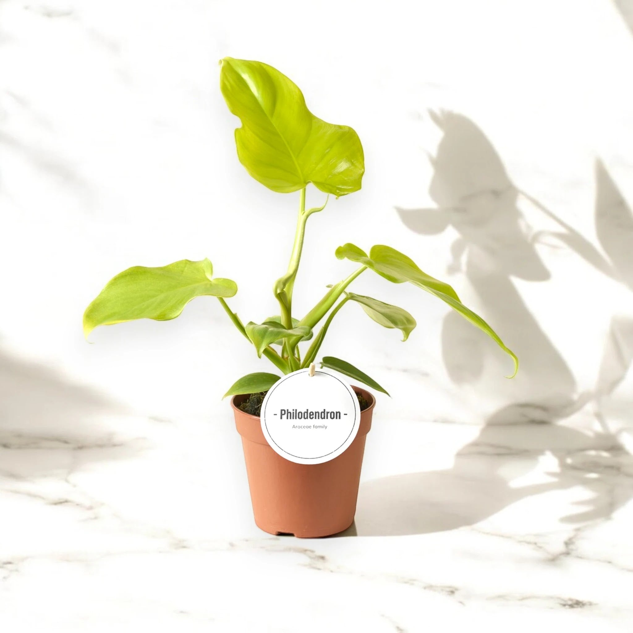 Philodendron Golden Violin con foglie lobate dorate in vaso, pianta da interno elegante e raffinata