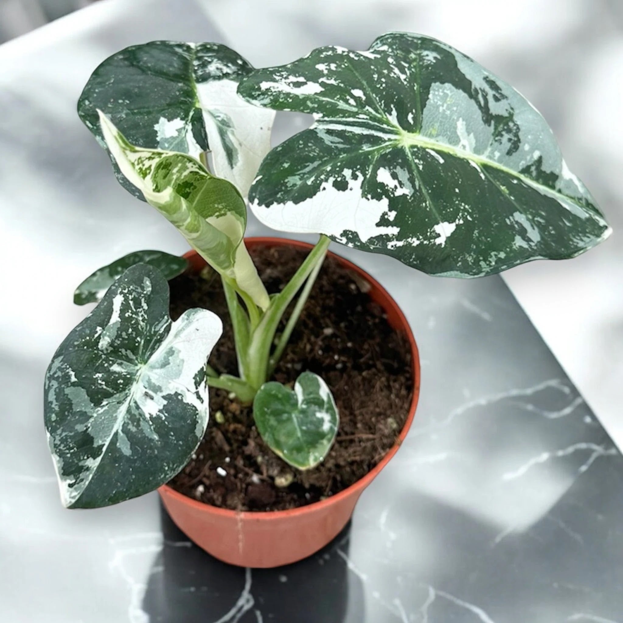 Alocasia 'Frydek'