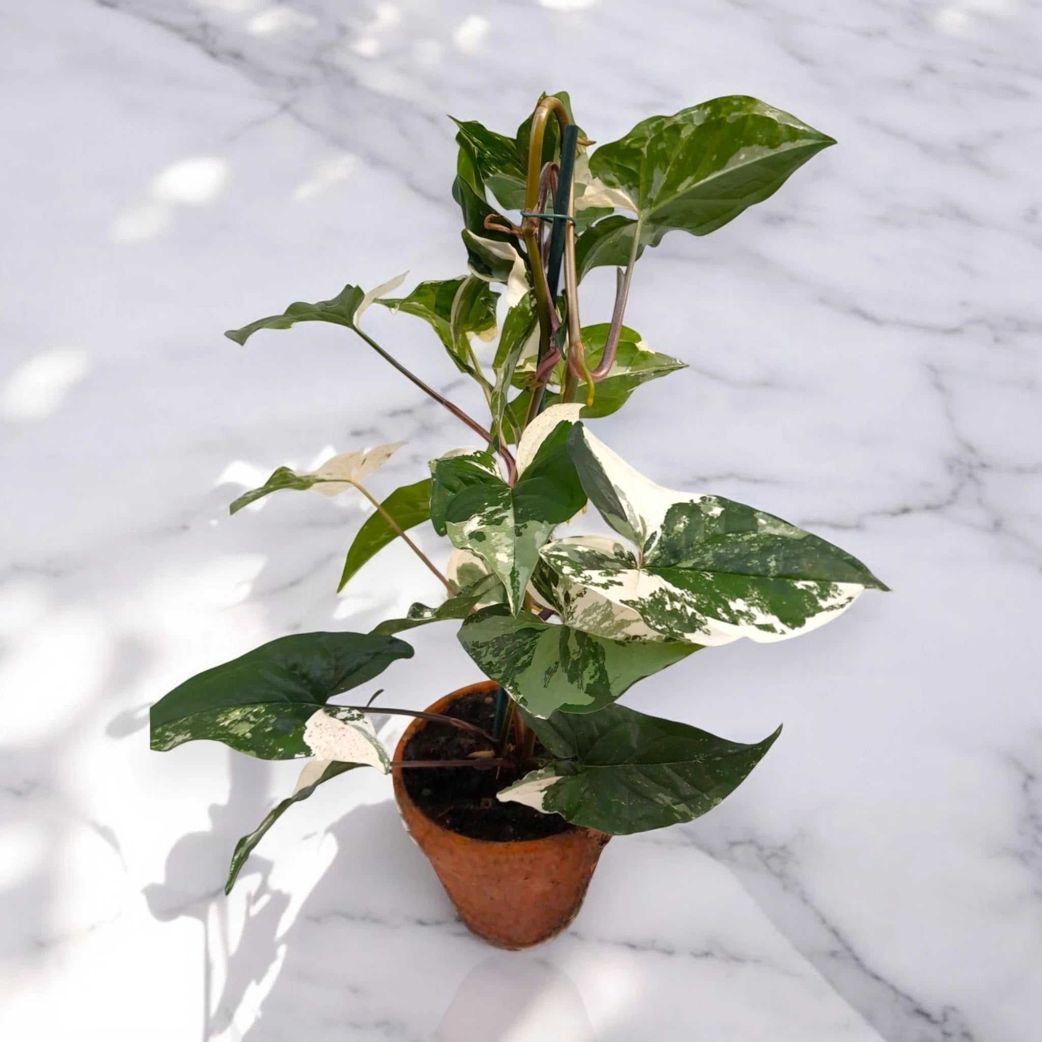 Syngonium variegata 'Alba'