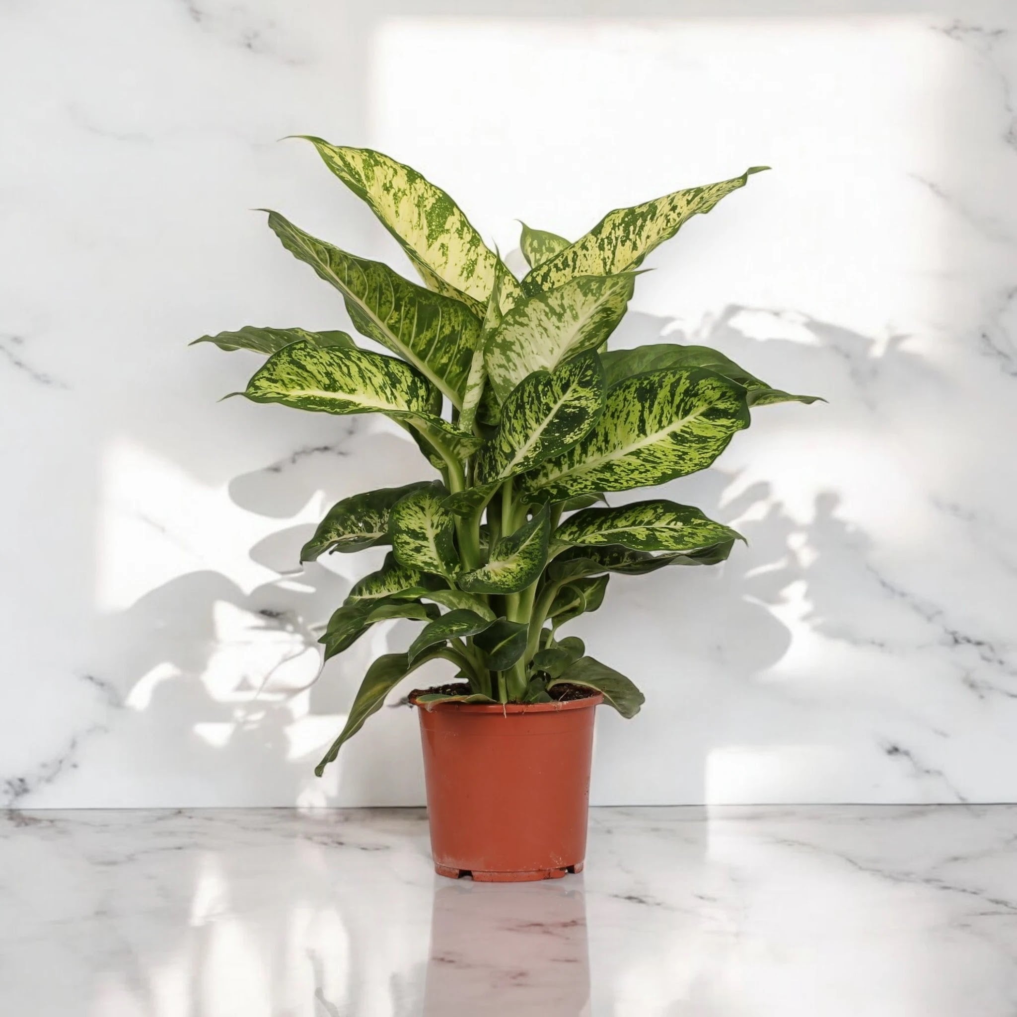 Dieffenbachia 'Mars'