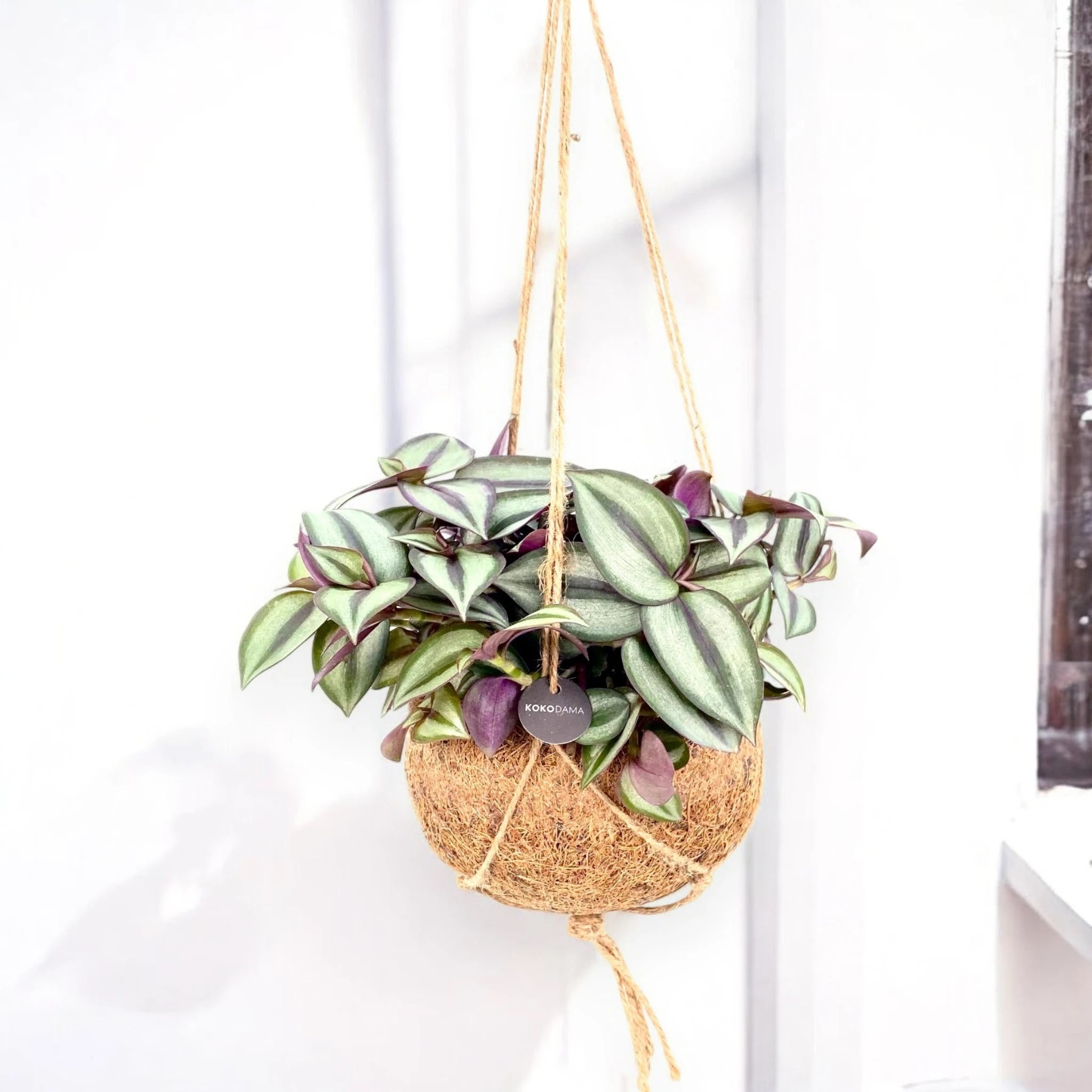 Dettaglio foglie viola di Tradescantia zebrina Purpusii con caratteristiche striature argentate