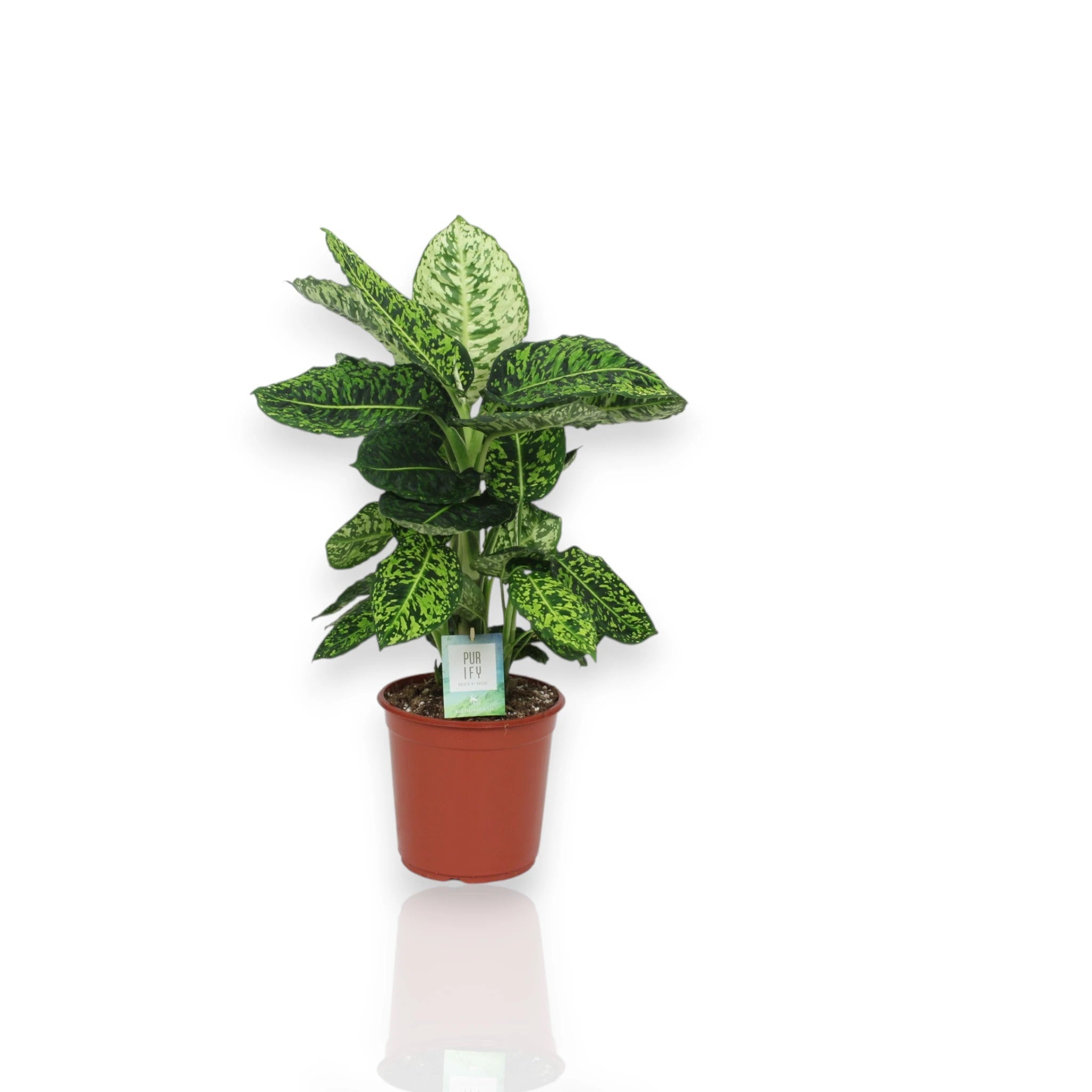Dieffenbachia Reflector con foglie argentate in vaso, pianta da interno per ambienti moderni