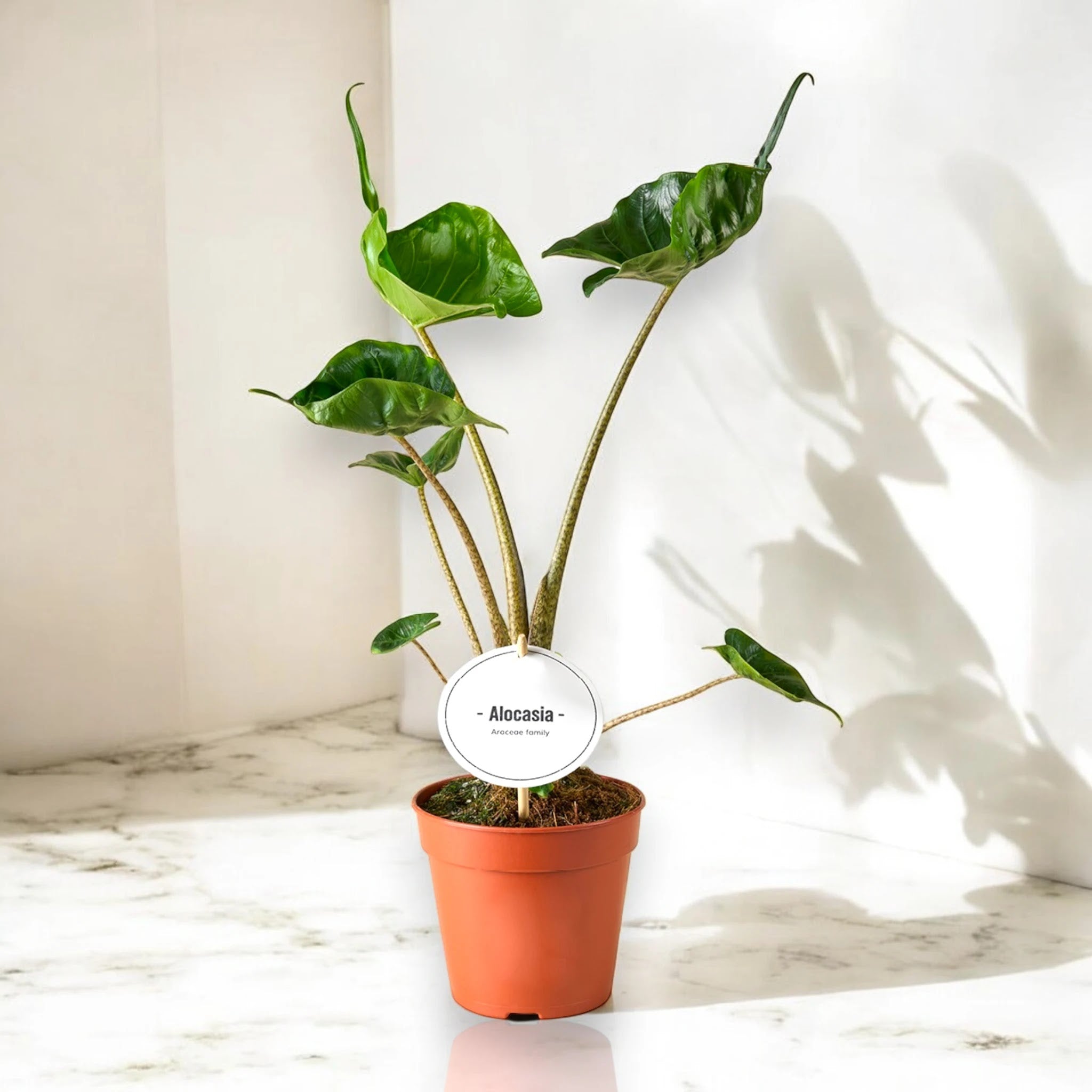 Alocasia stingray