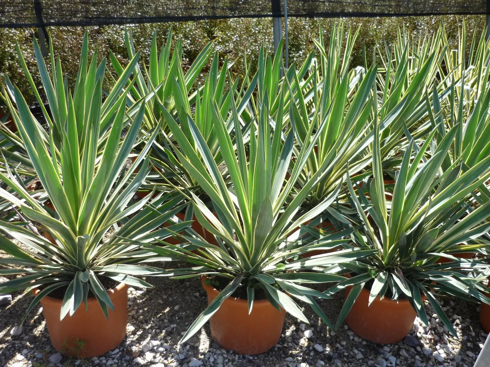 Yucca Gloriosa Variegata con rosetta di foglie rigide variegate crema in giardino roccioso