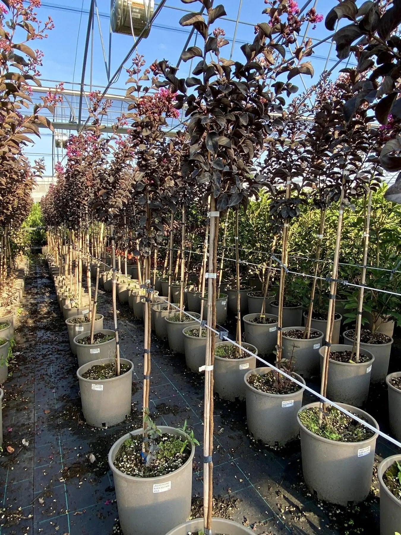 Lagerstroemia indica 'Black Solitaire Purely Purple'