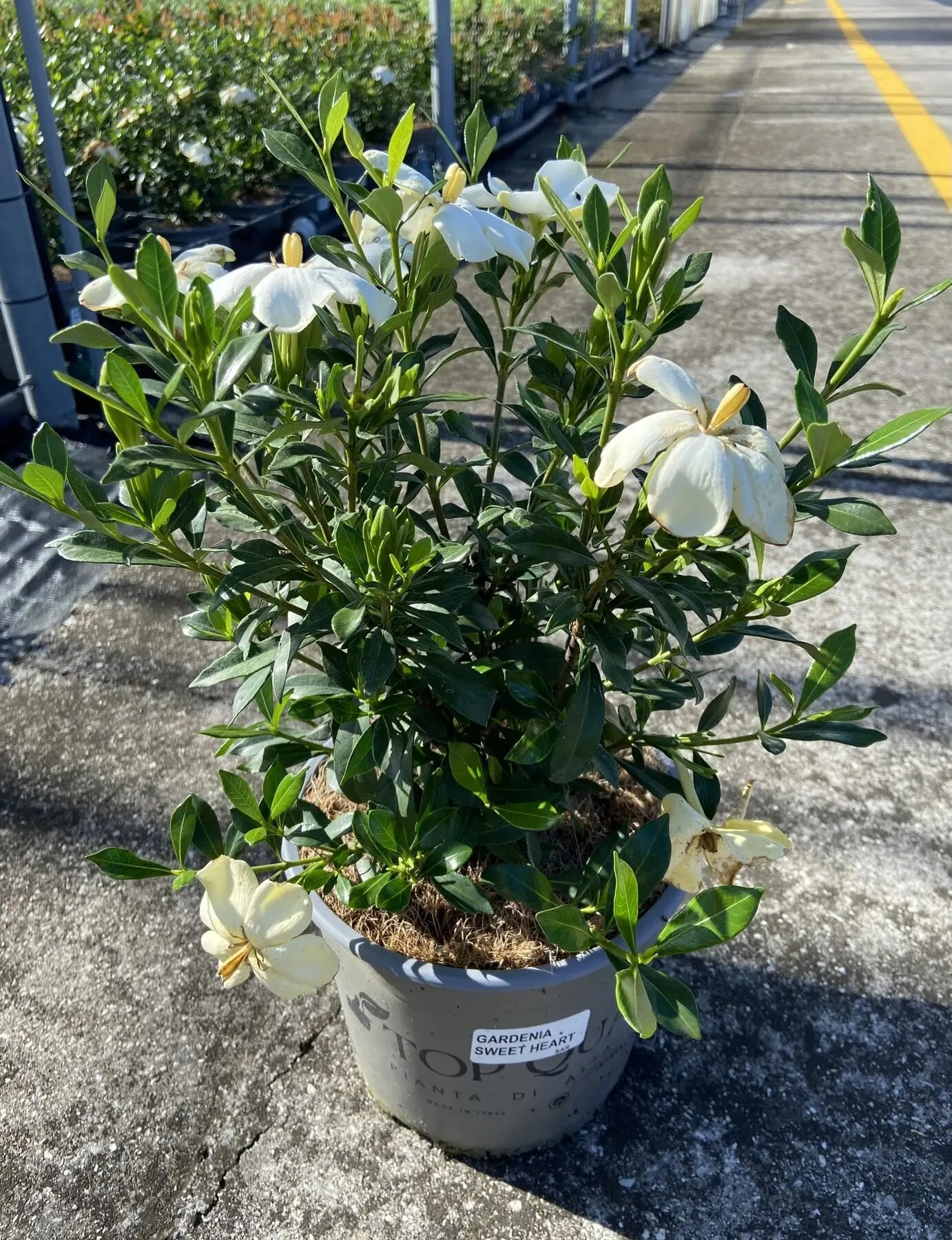 Gardenia jasminoides 'Sweet Heart'