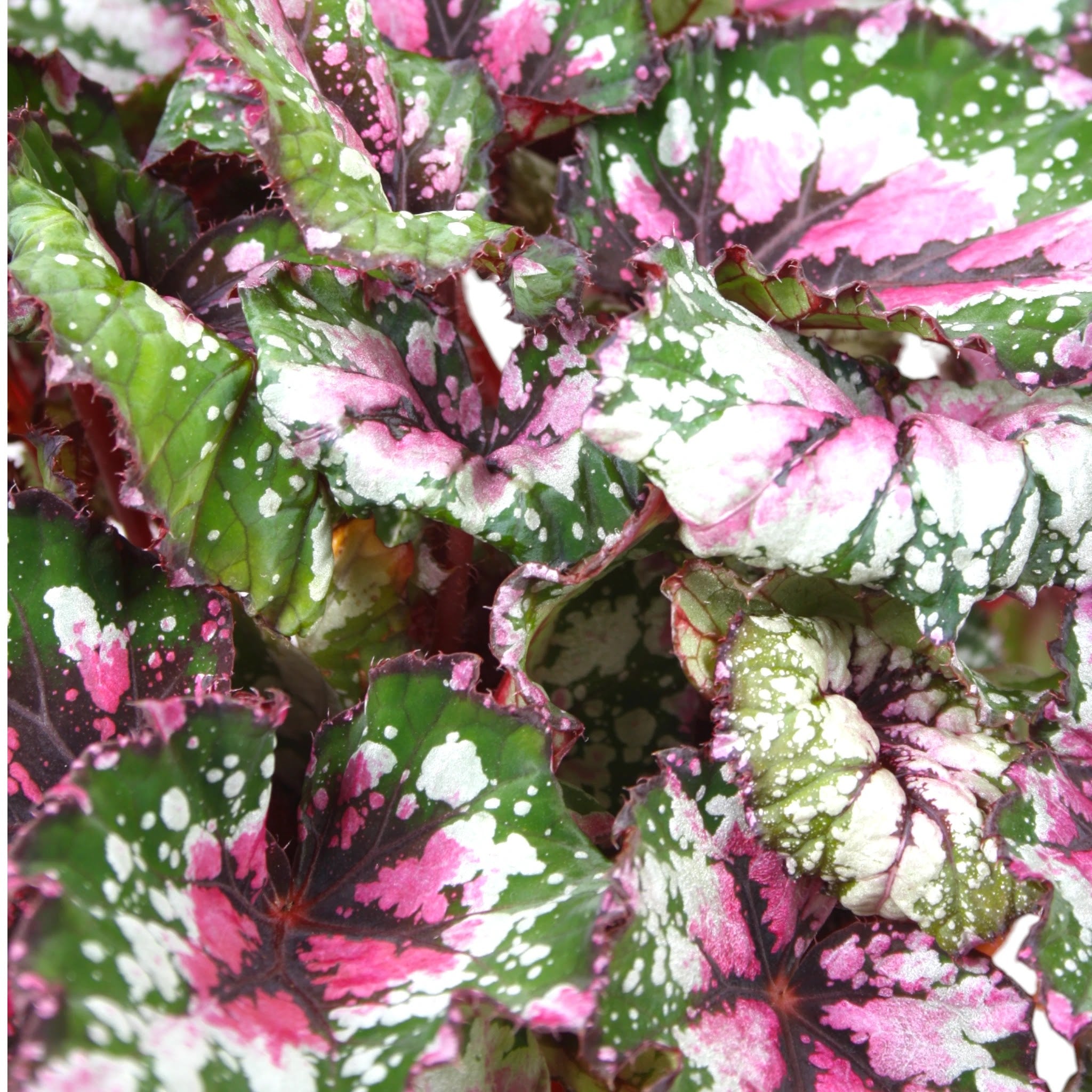 Dettaglio foglia Begonia rex Alaska Creek con superficie argentata e nervature verde scuro