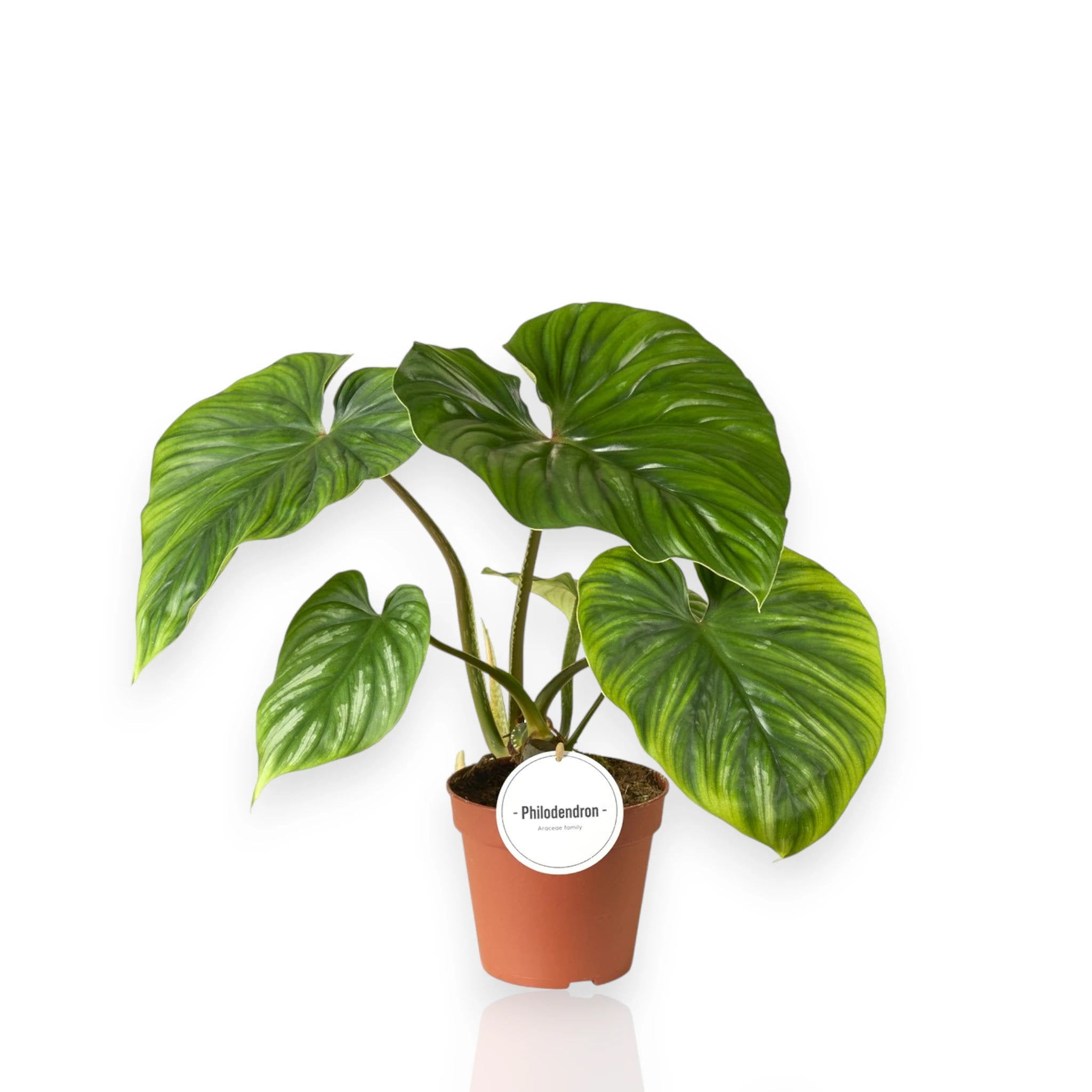 Philodendron Plowmanii in vaso con caratteristiche foglie cuoriformi verde scuro e venature argentee