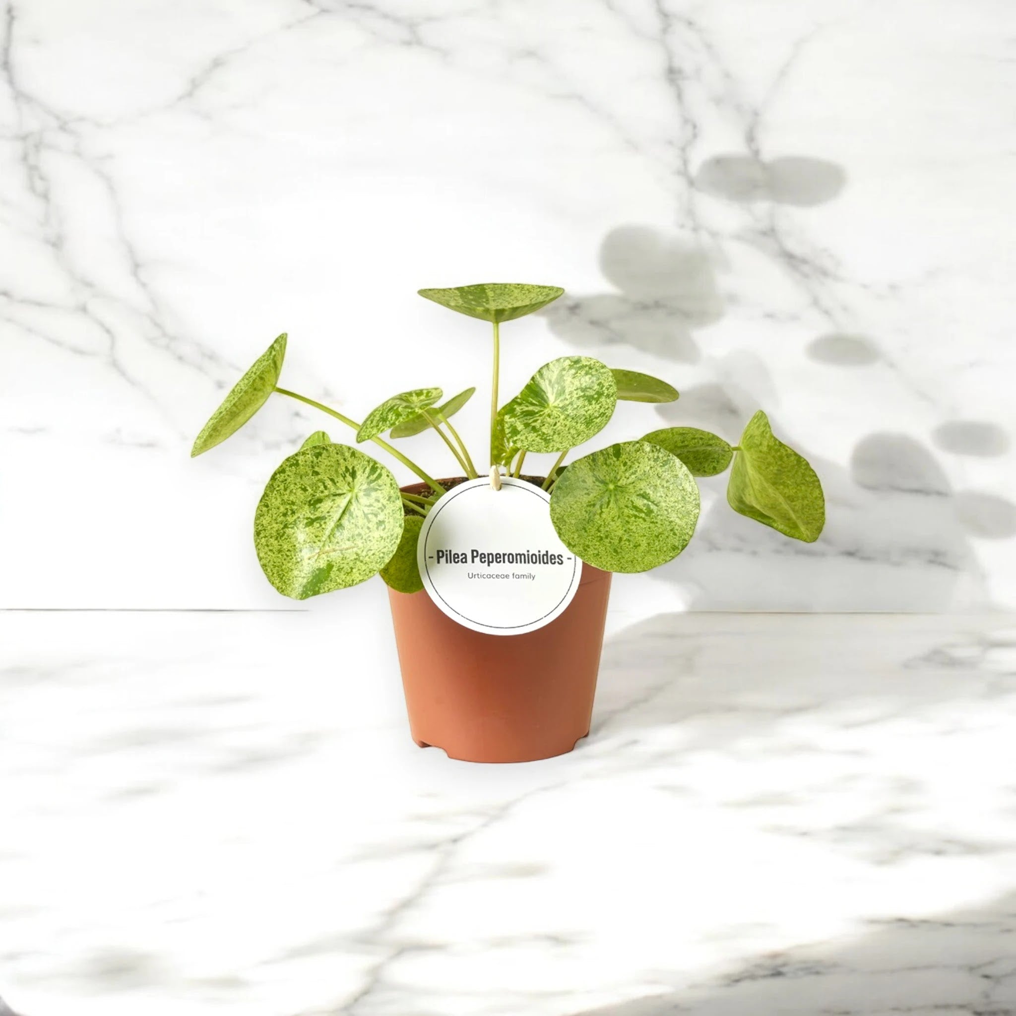 Pilea peperomioides