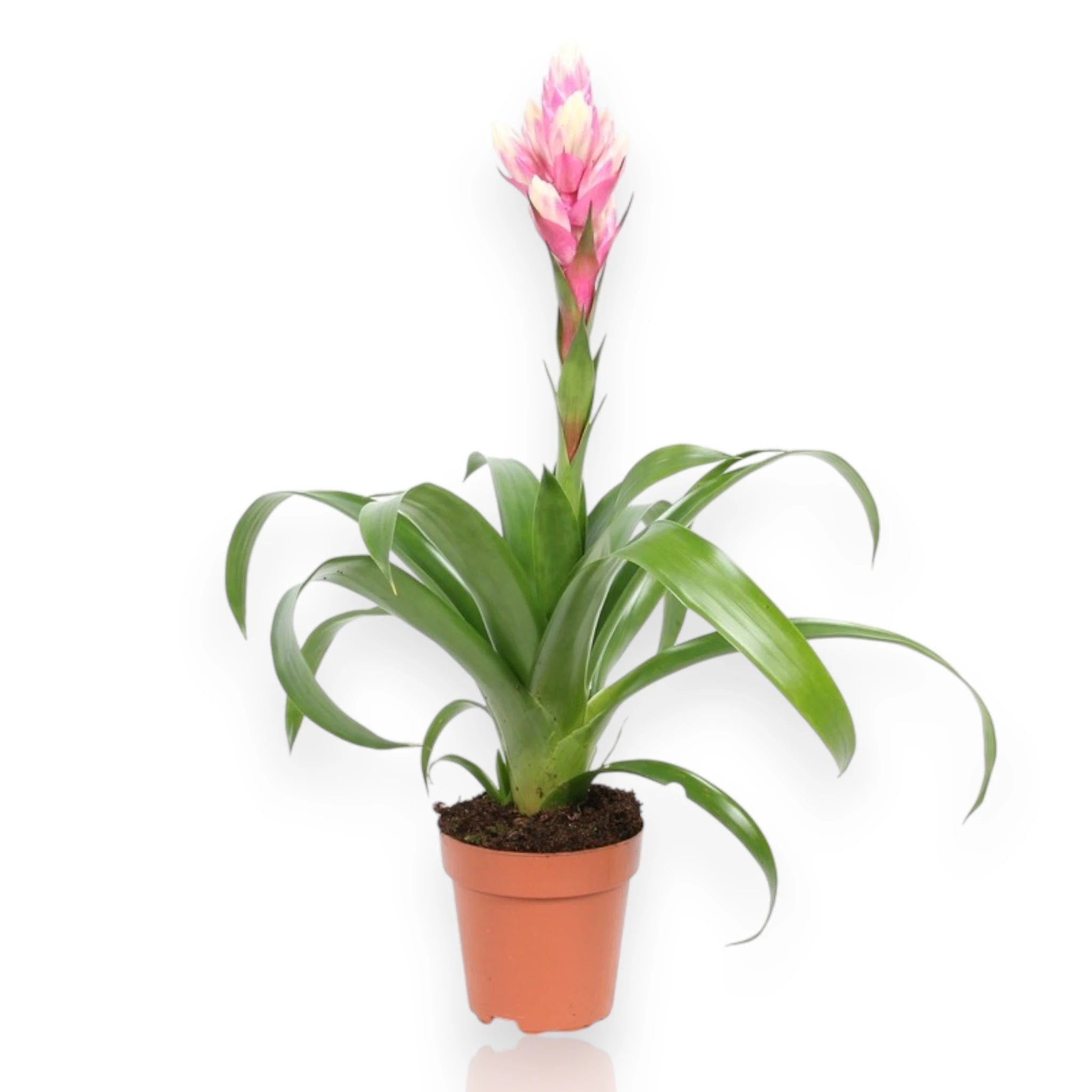 Guzmania 'Candy' con brattee colorate in vaso, perfetta pianta da interno per ambienti luminosi
