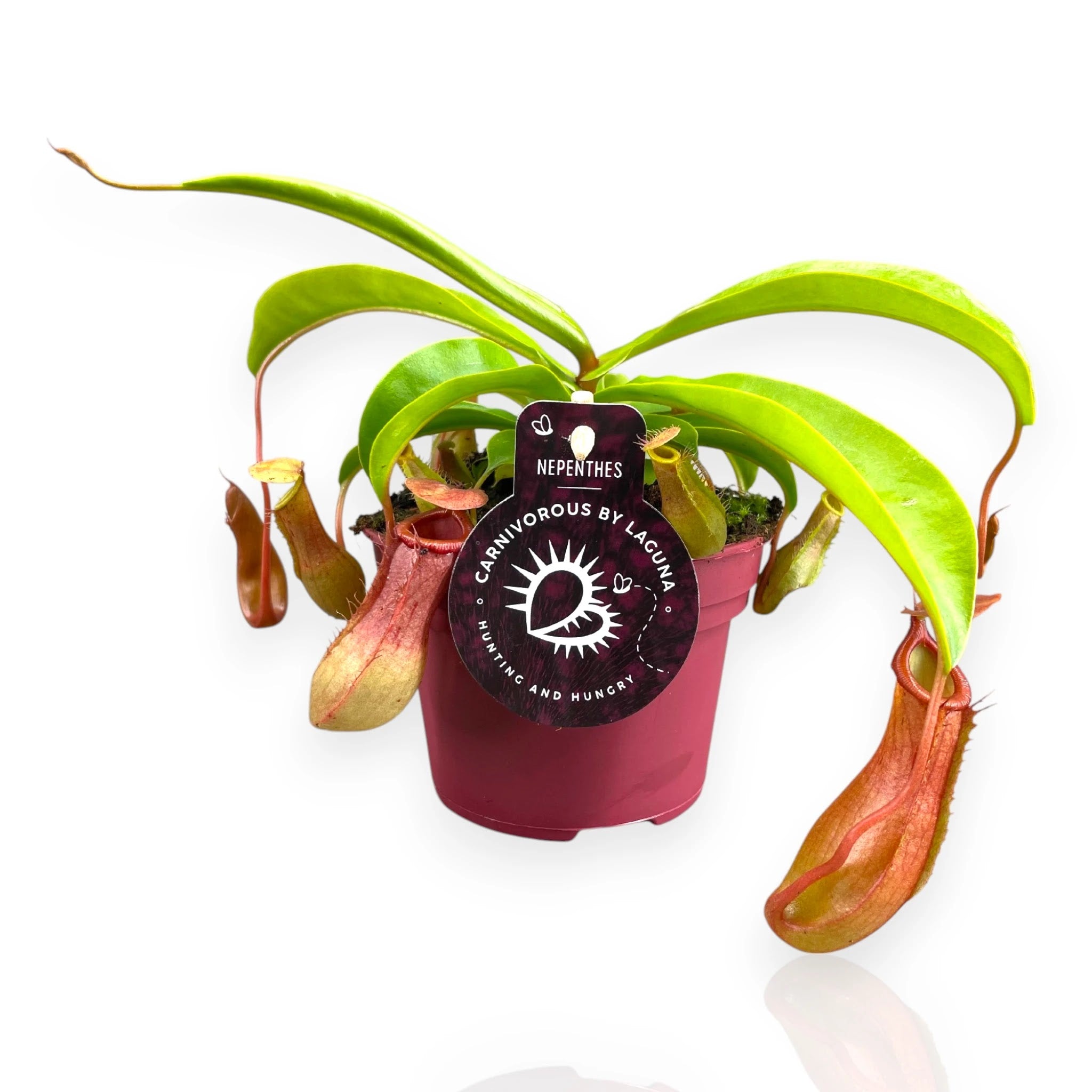 Nepenthes alata pianta carnivora da appartamento con ascidi penduli verdi e rossi in vaso decorativo