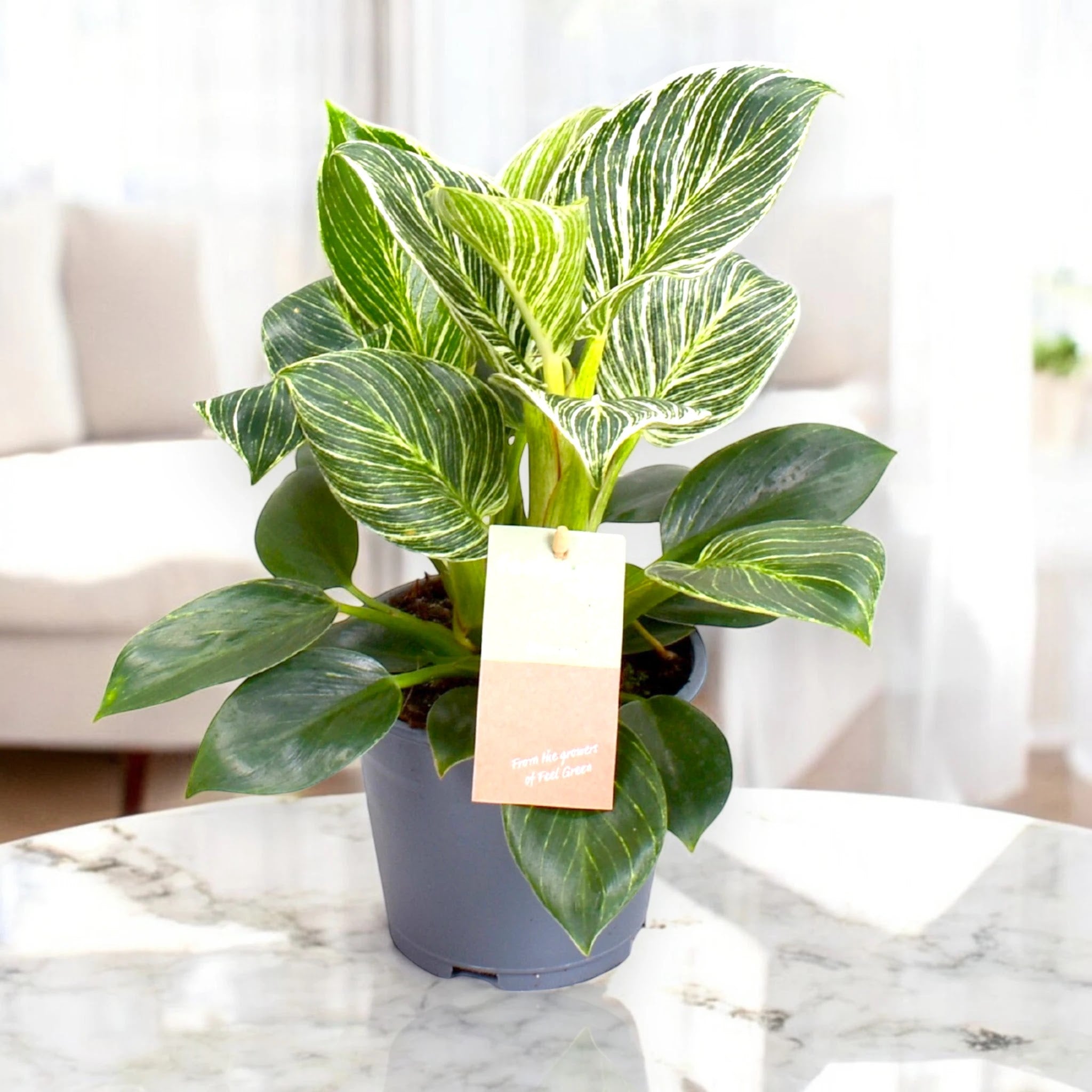 Philodendron 'Birkin' Zebra
