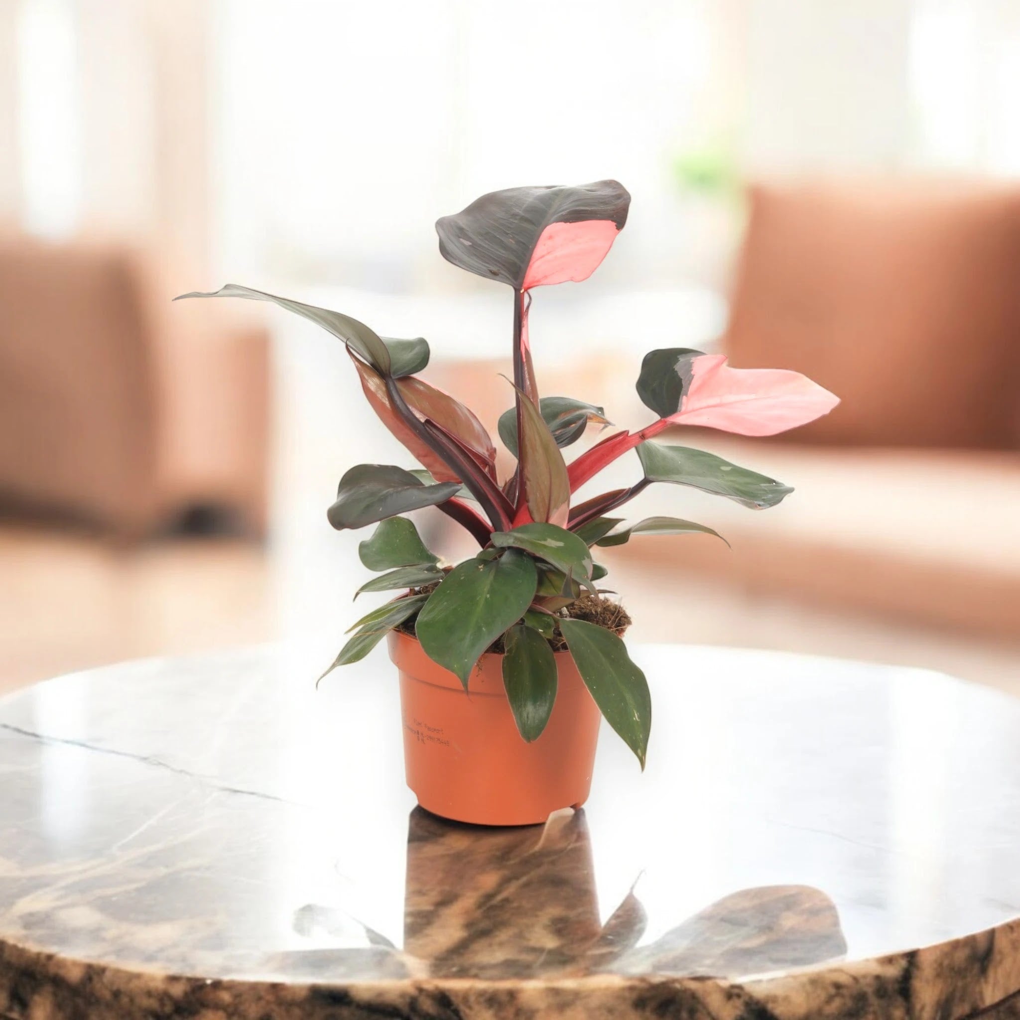 Philodendron 'Pink Princess'