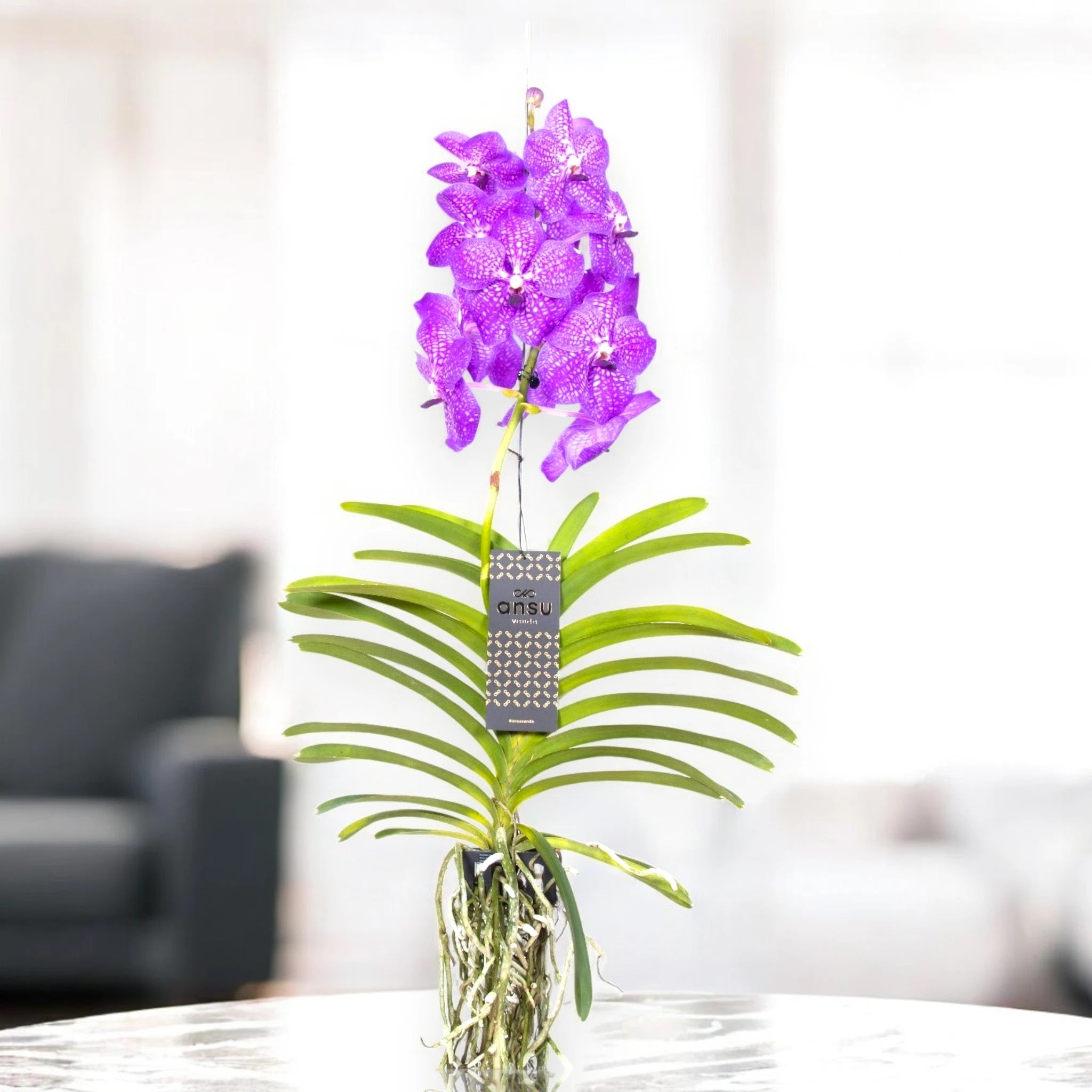 Vanda 'New Blue'