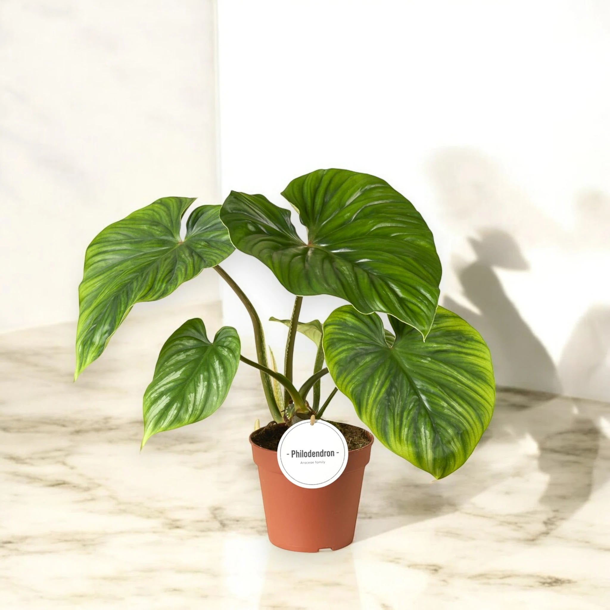 Philodendron 'Plowmanii'