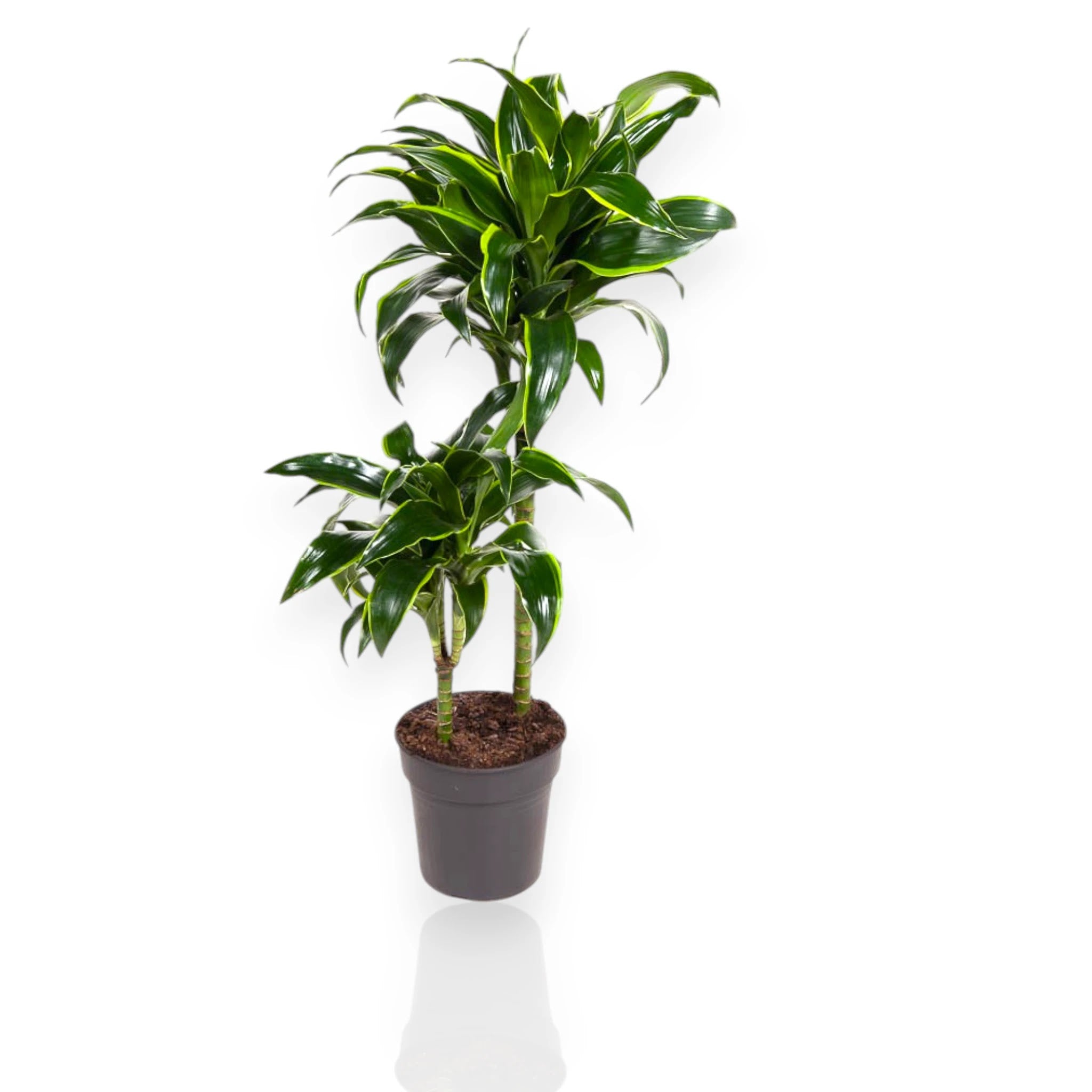 Dracaena fragrans Dorado in vaso con foglie variegate giallo-oro in ambiente moderno da interno