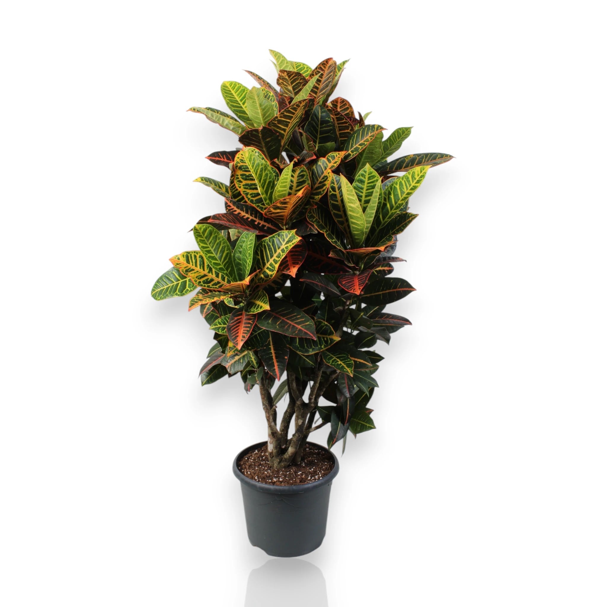 Codiaeum variegatum 'Petra'