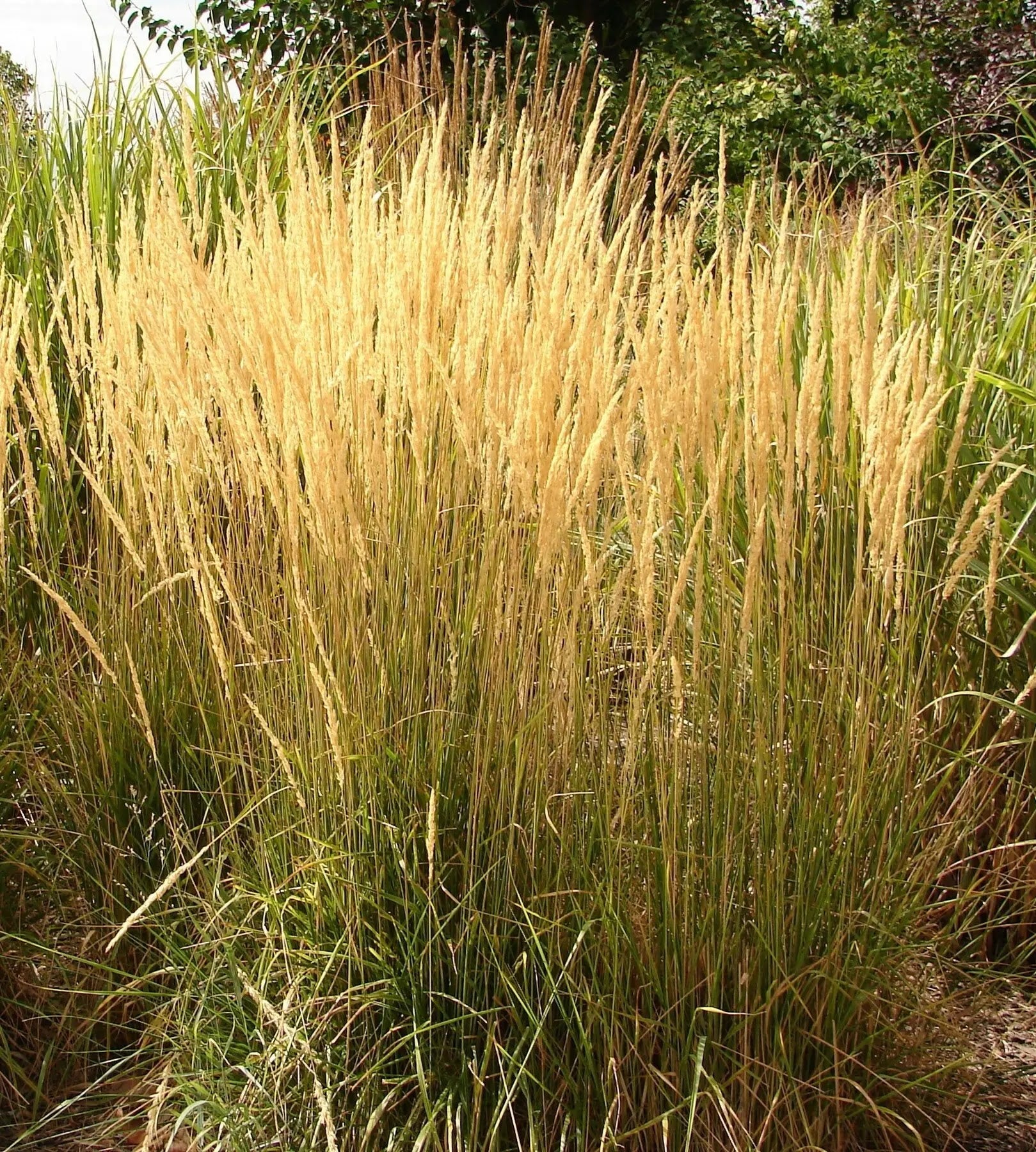 Calamagrostis Karl Foerster con spighe colonnari erette in piena fioritura