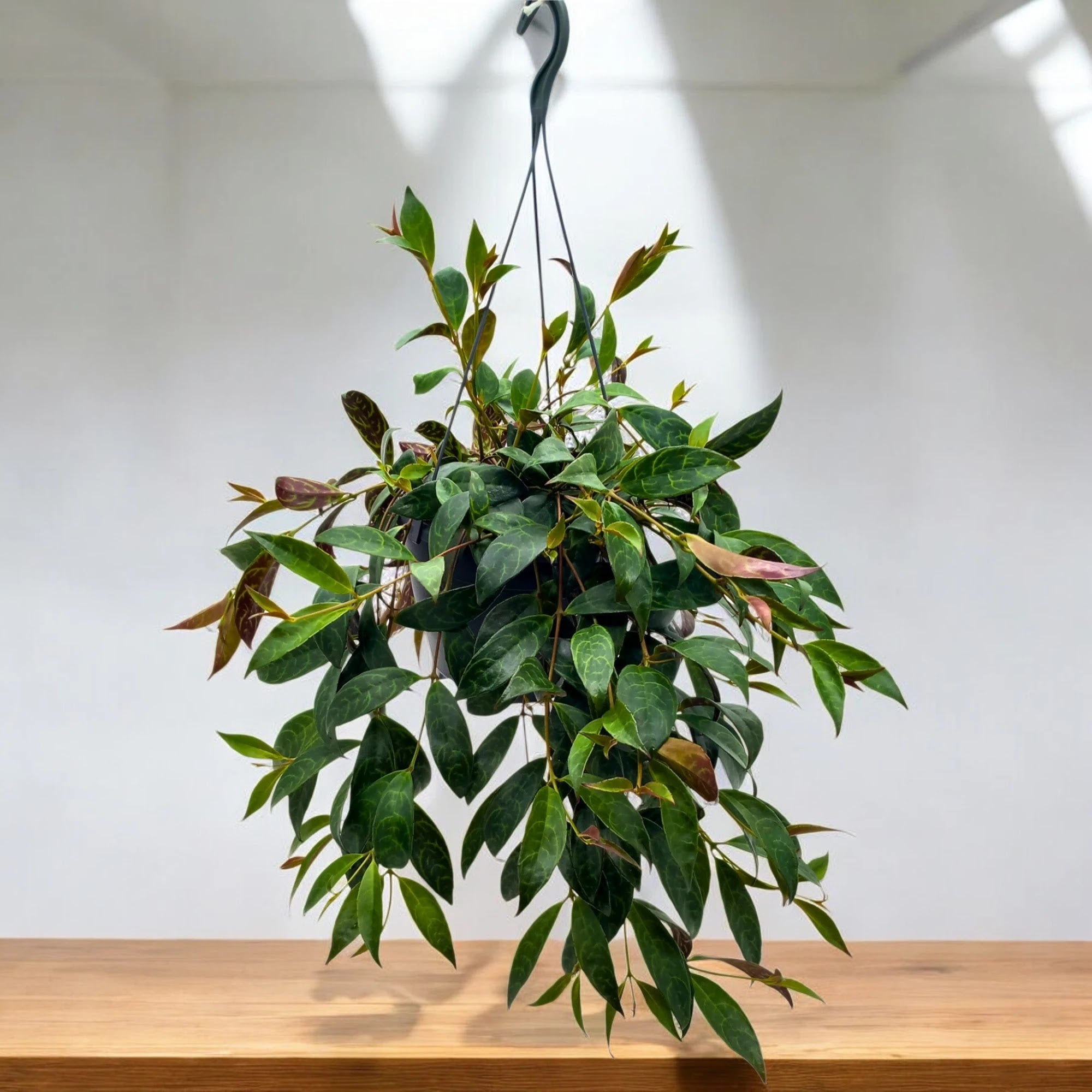 Dettaglio fiori tubulari rosso-arancio di Aeschynanthus Mona Lisa tra foglie carnose verdi