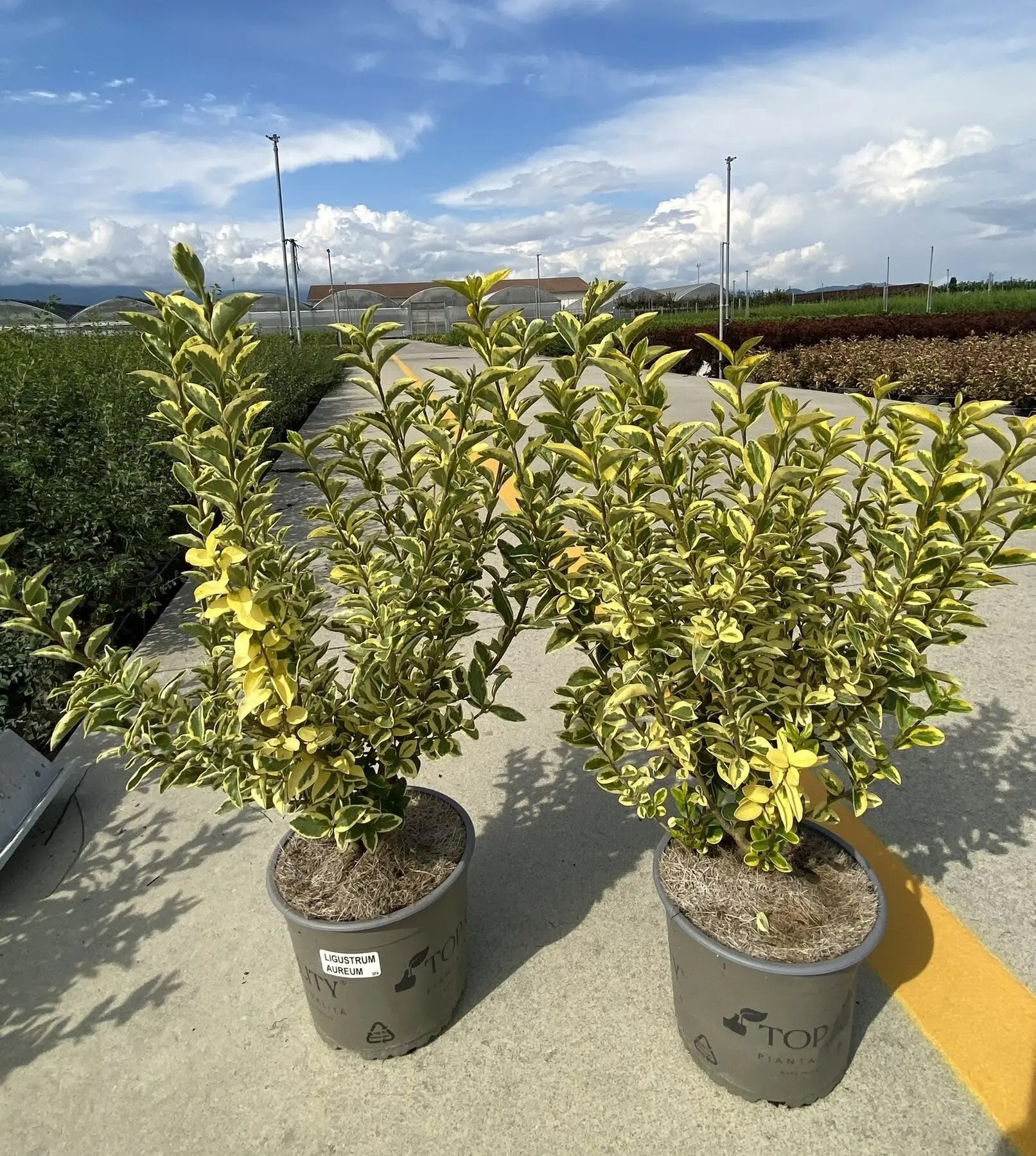 Dettaglio foglie ovali Ligustrum ovalifolium Aureum con variegatura dorata sui margini verdi