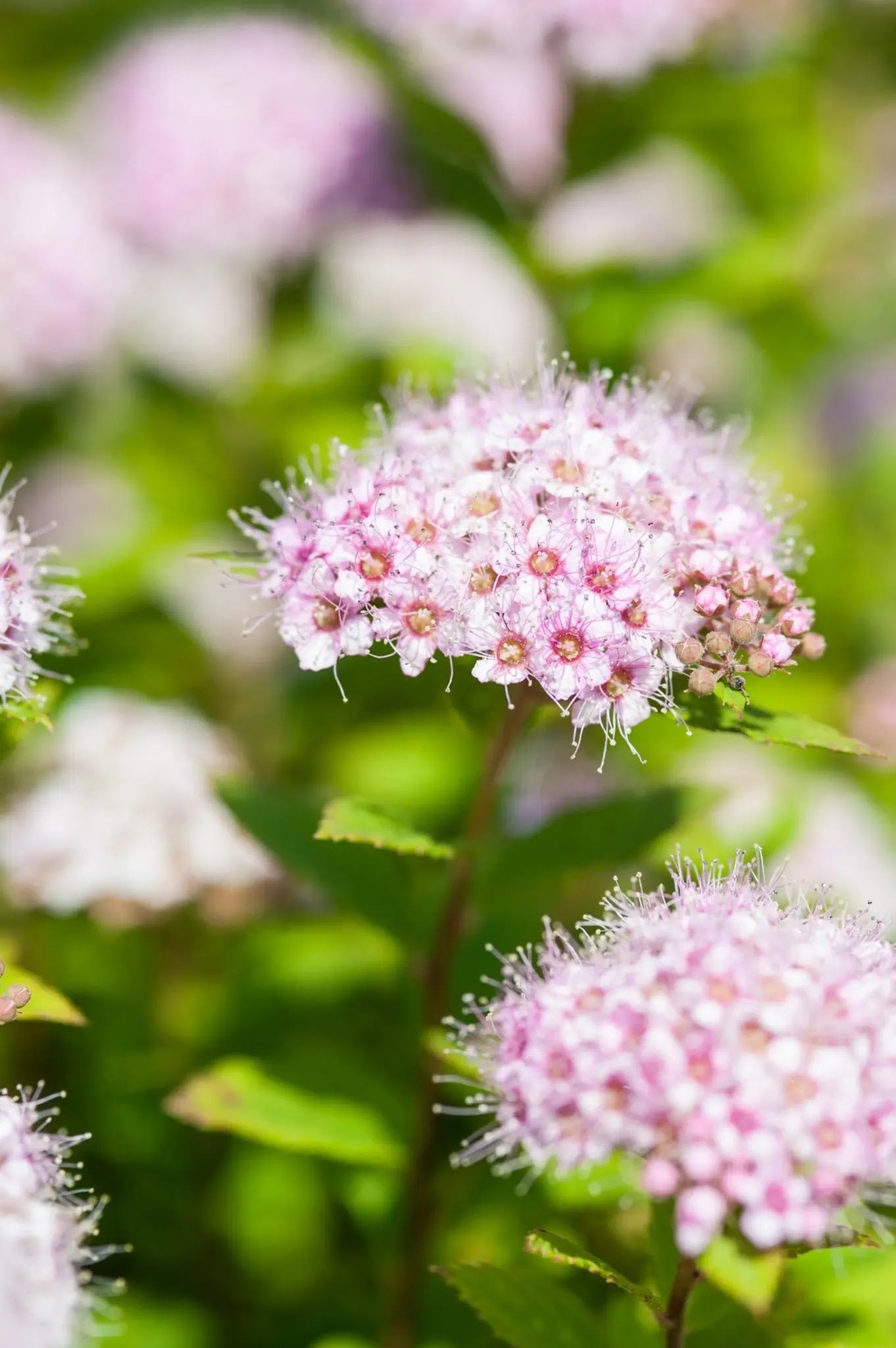 Spiraea japonica Golden Princess, arbusto compatto con fogliame dorato e fiori rosa in giardino