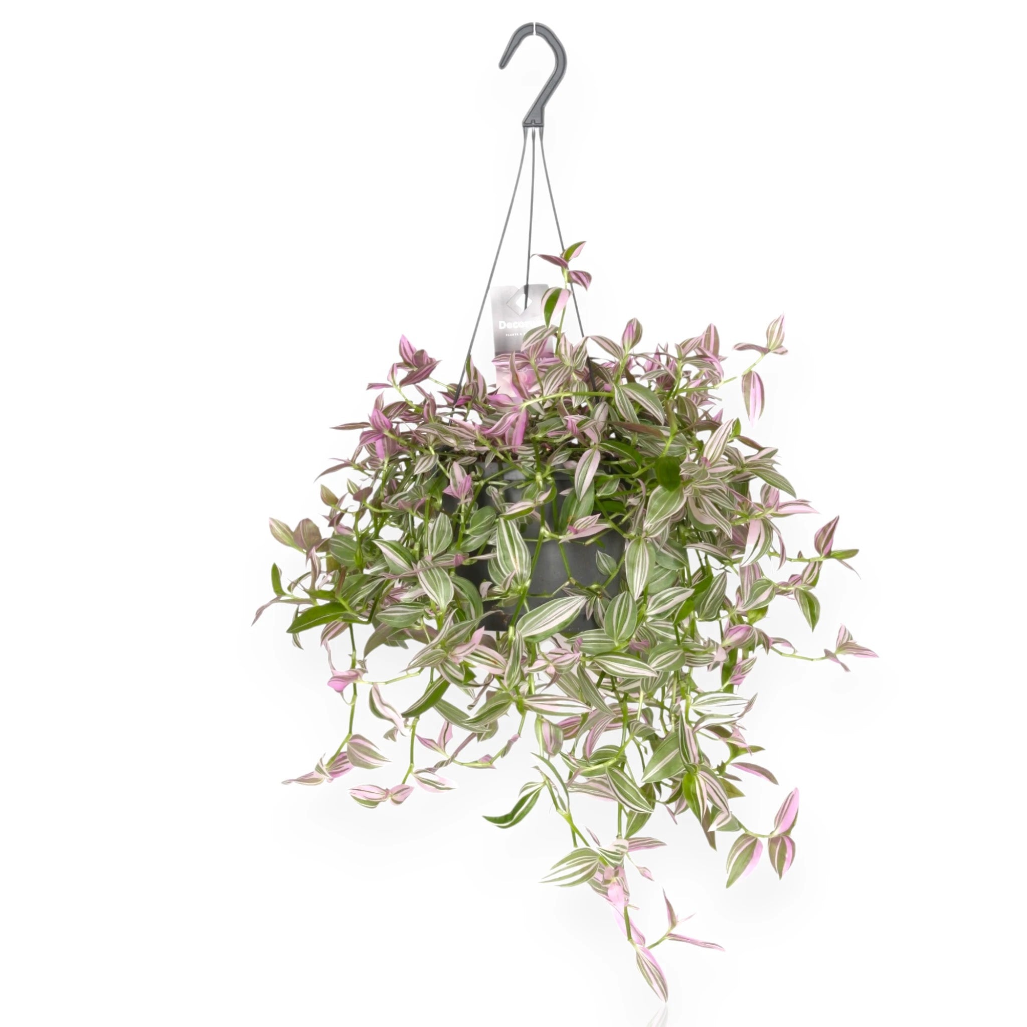 Tradescantia fluminensis Pink Hill in vaso sospeso con foglie variegata crema e rosa ricadenti