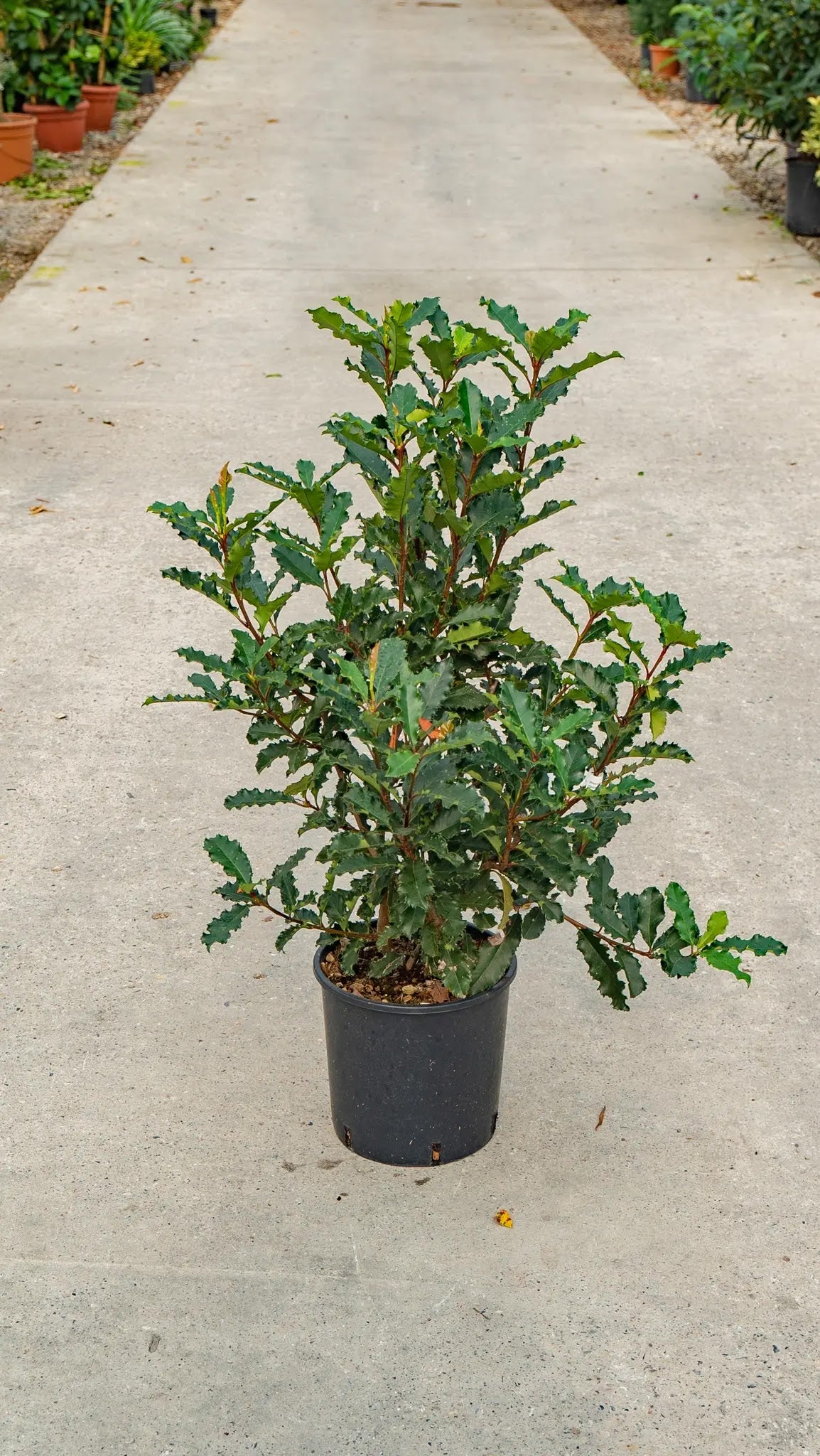 Photinia serratifolia Crunchy arbusto compatto con foglie marmorizzate verde e crema