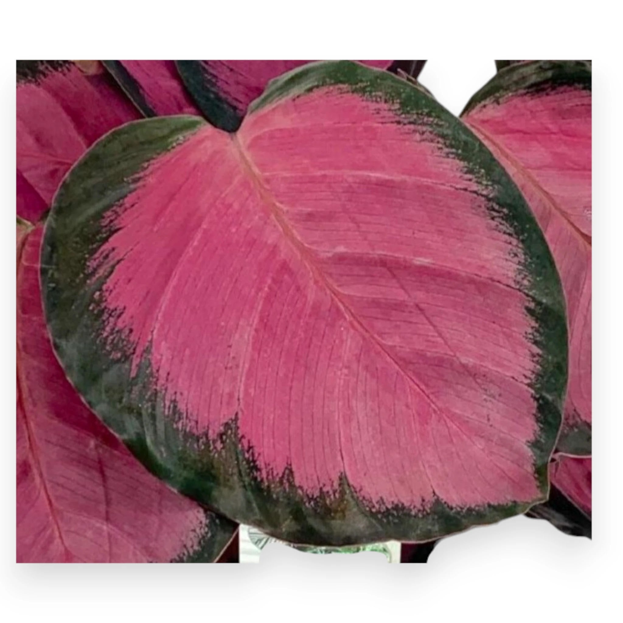 Calathea roseopicta 'Crimson'