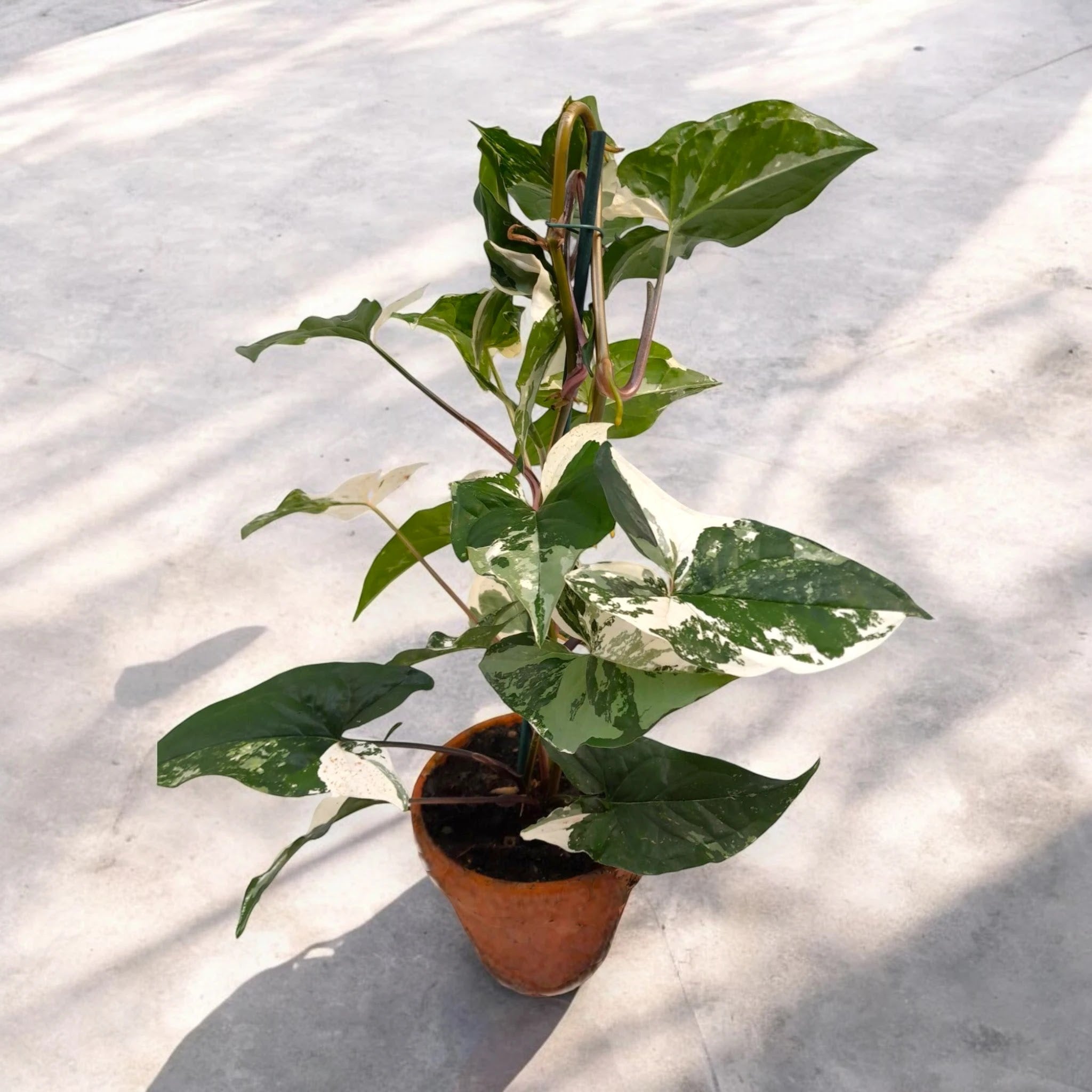 Syngonium variegata 'Alba'