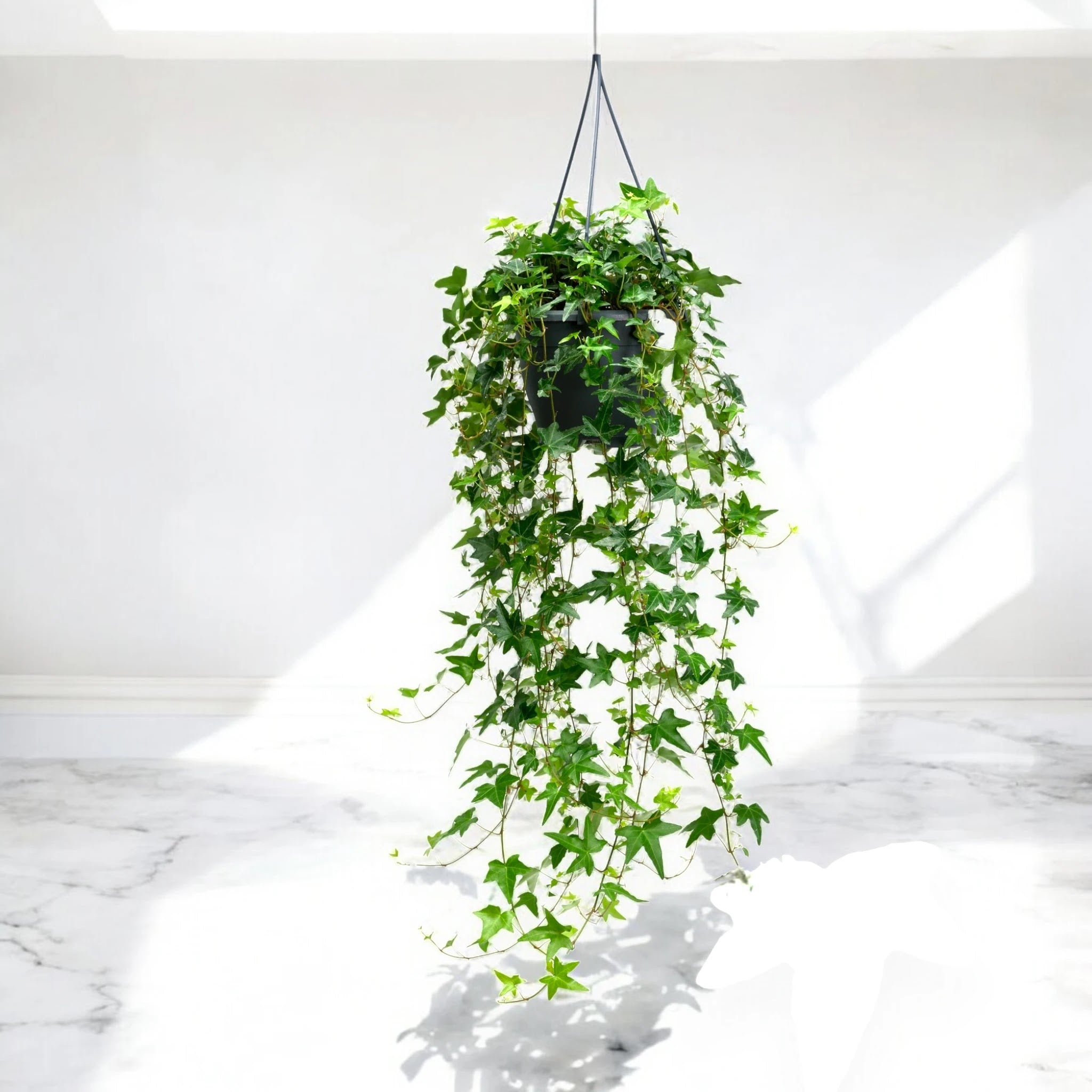 Edera - Hedera helix 'Jacobine'
