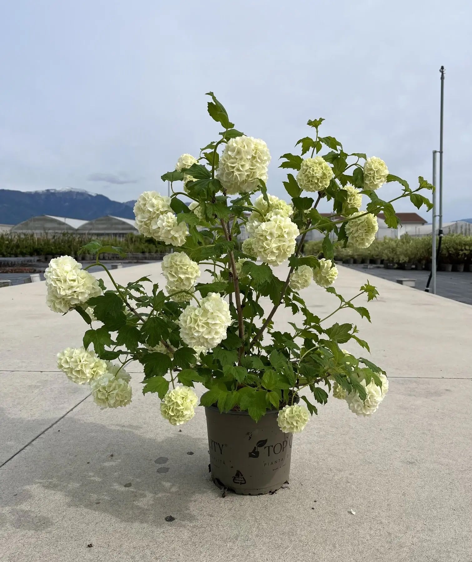 Dettaglio fiori bianchi globosi e foglie lobate di Viburnum opulus Roseum